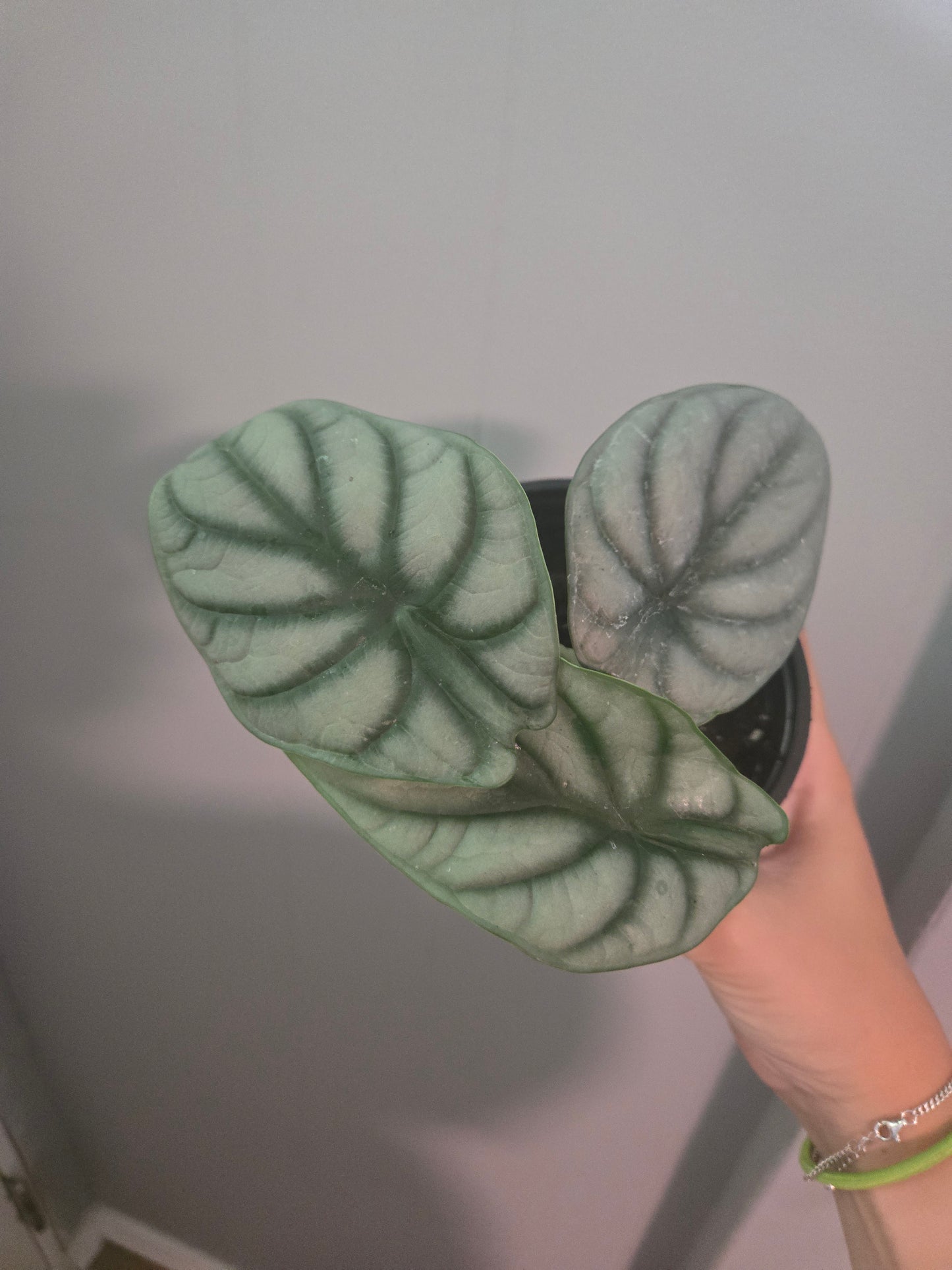 Alocasia Silver Dragon