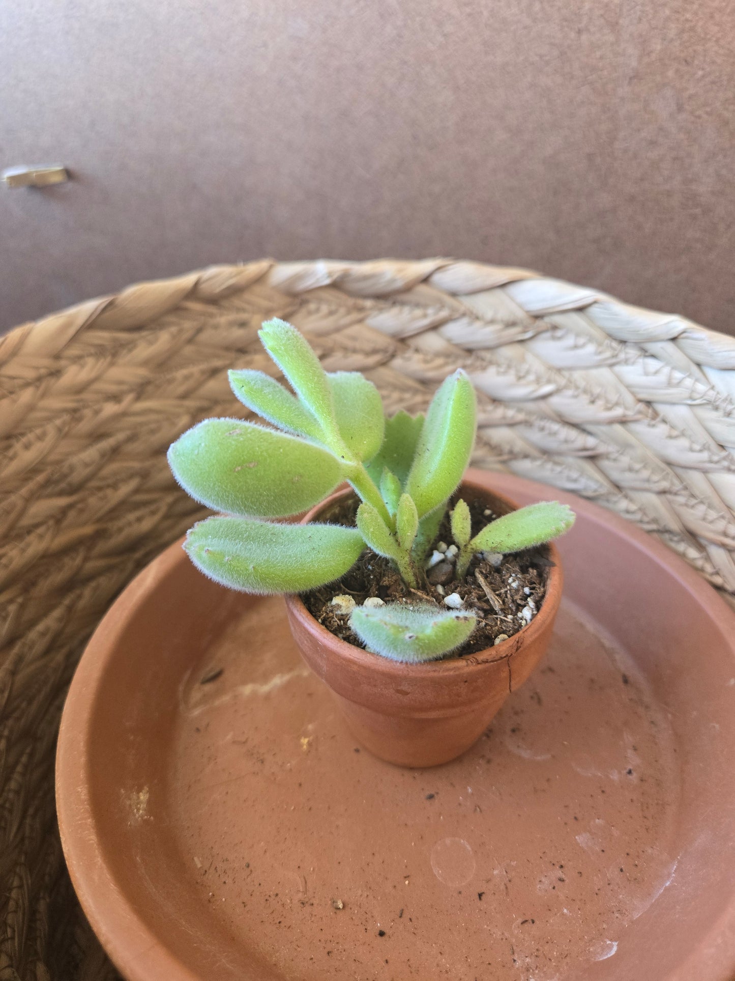 Bear's paw