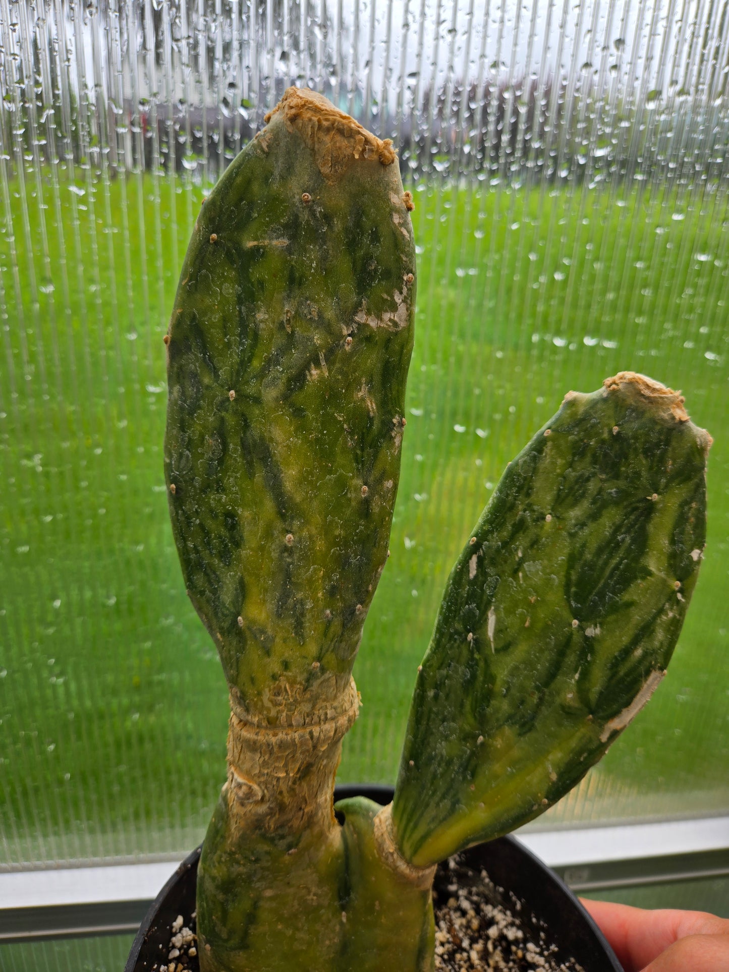 Opuntia cochenillifera Variegata