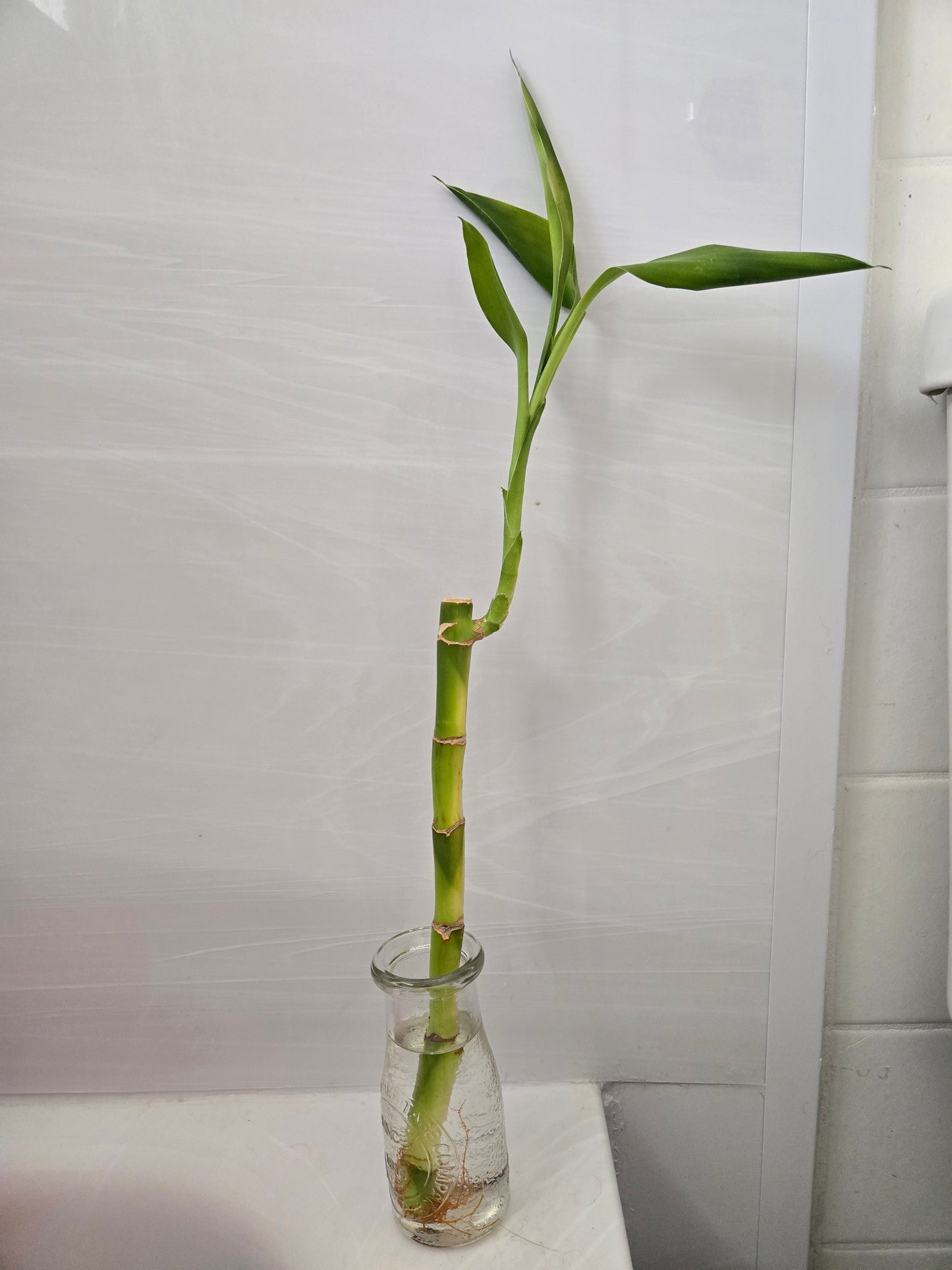 Lucky Bamboo