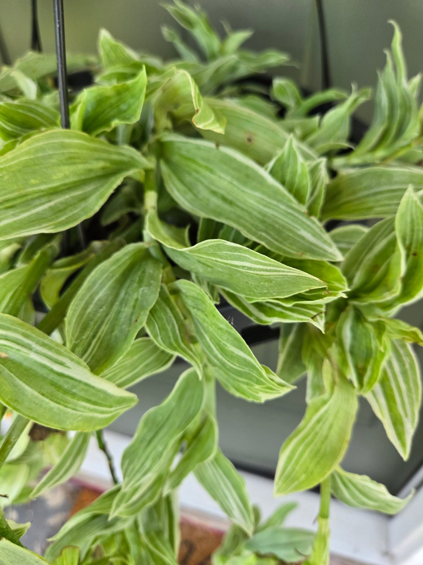 Tradescantia Albiflora Albovitatta