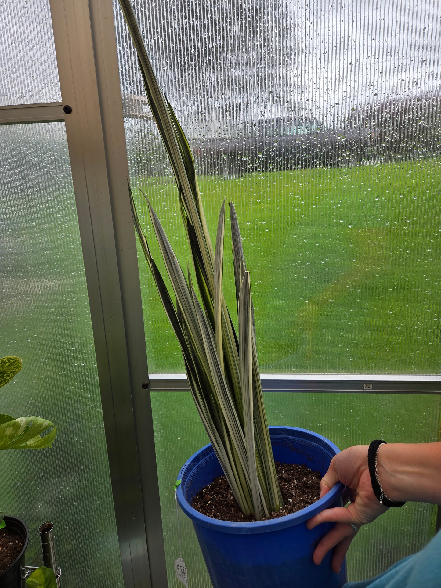 Sansevieria Bantel's sensation