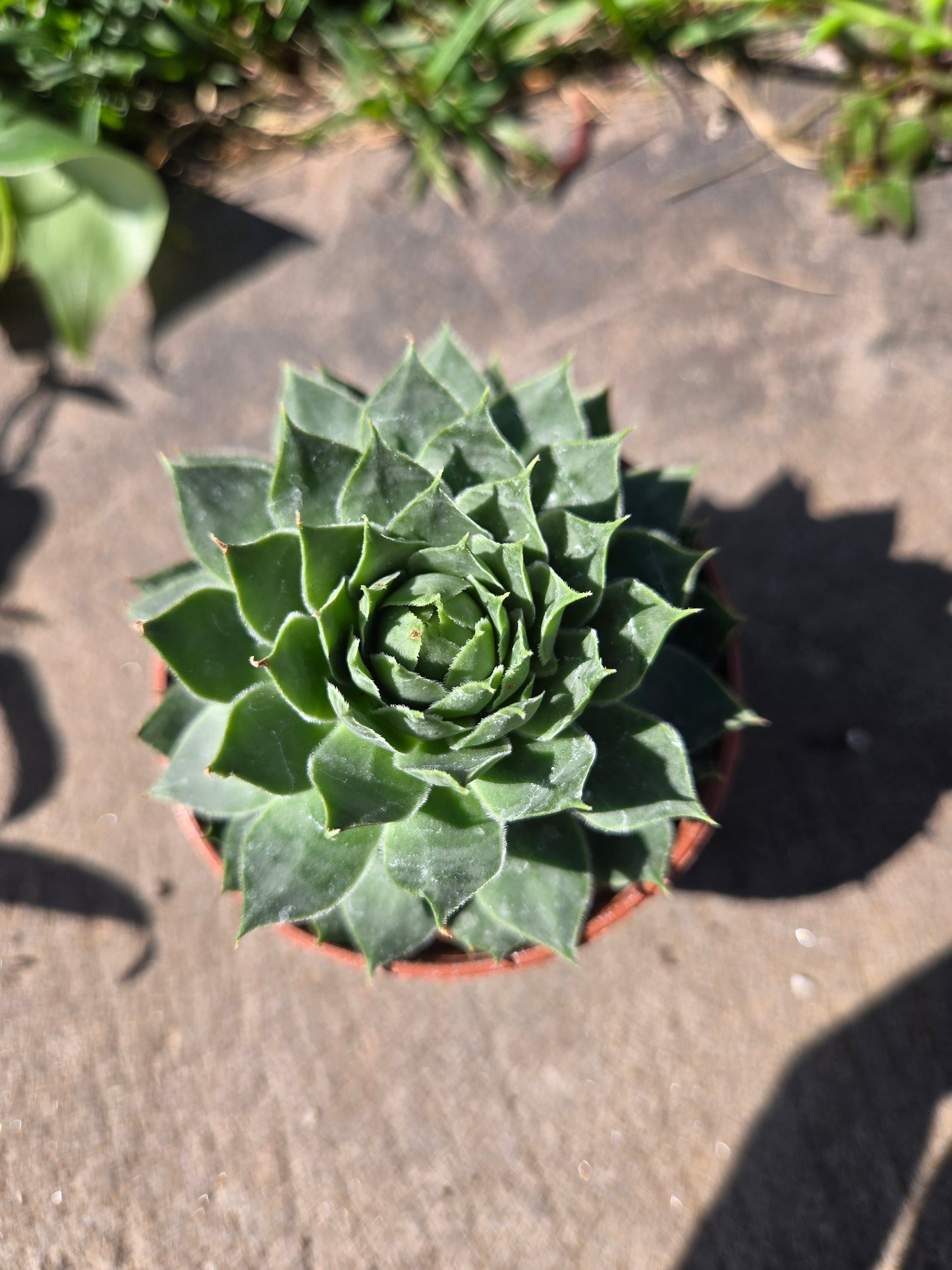 Hens and chicks