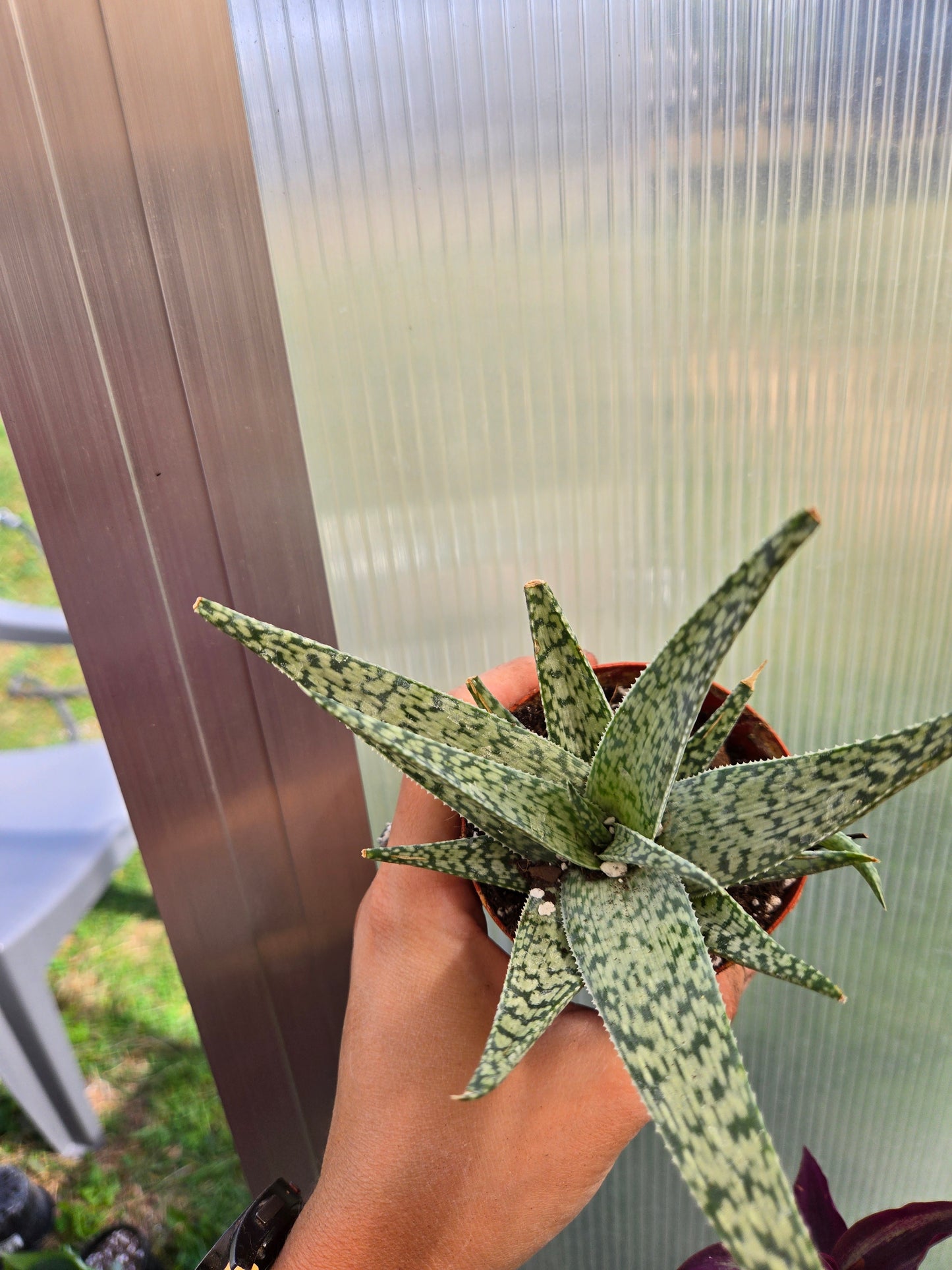Aloe white fox