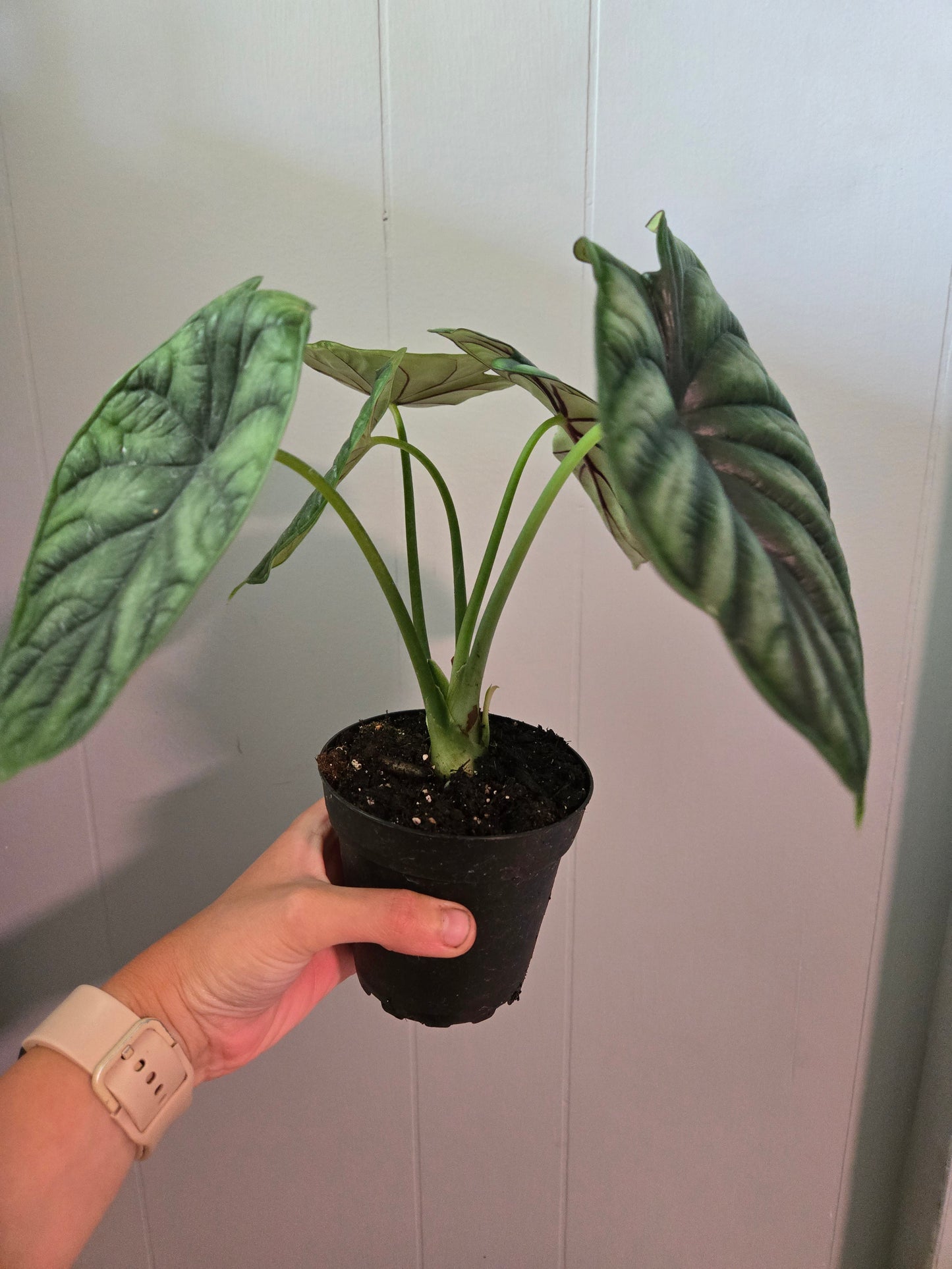 Alocasia Dragon Scale