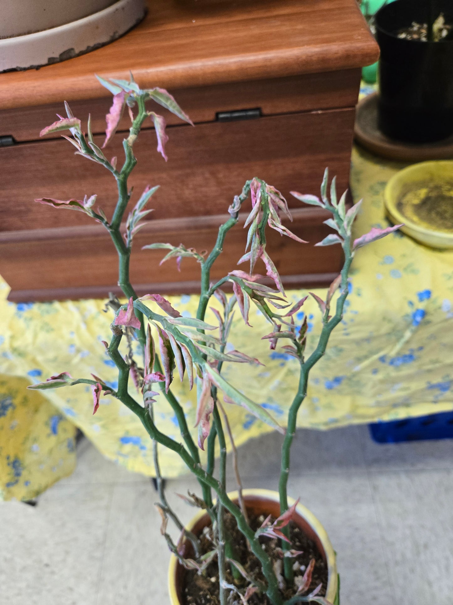 Euphorbia Devil's backbone variegated