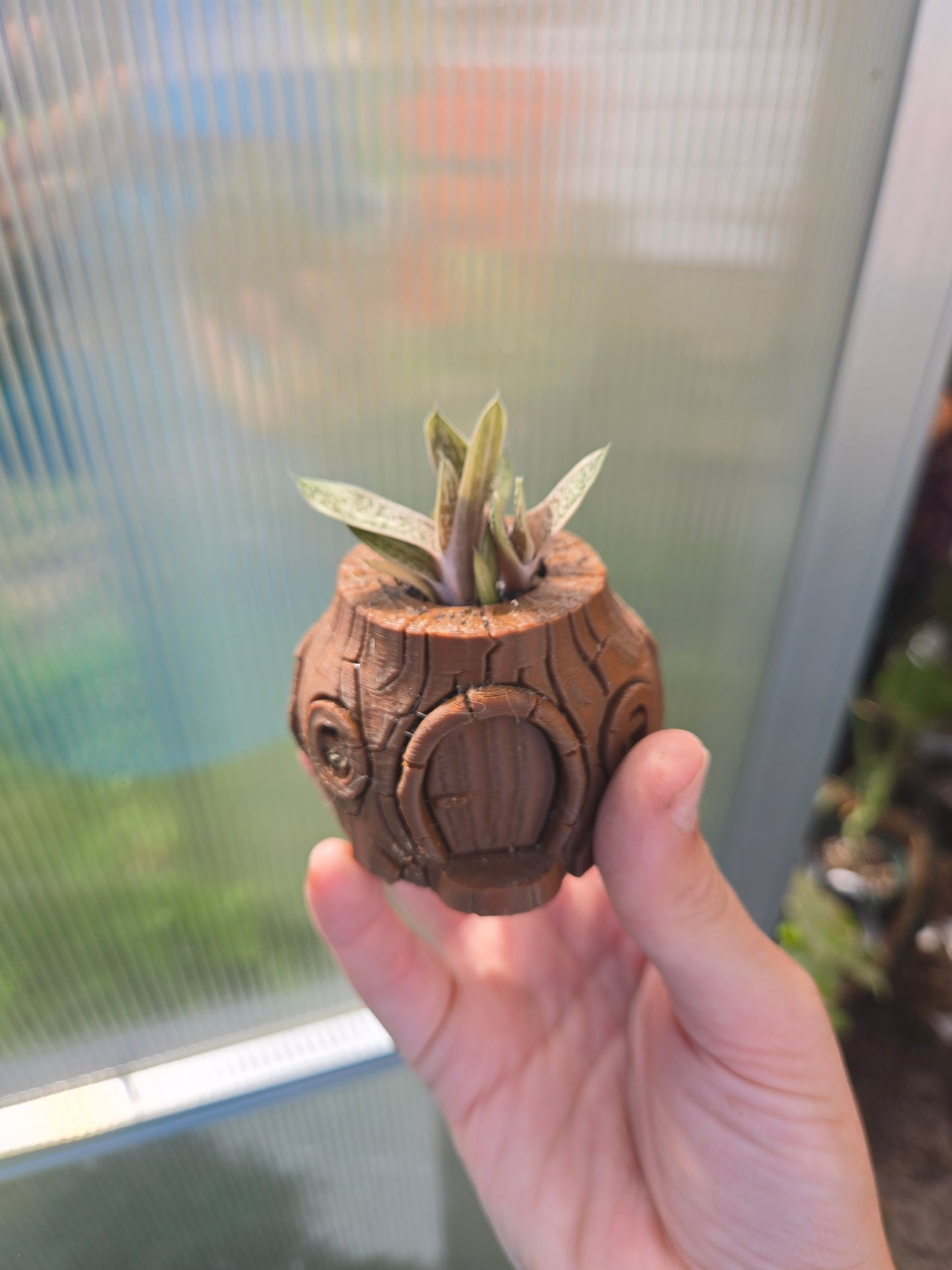 Gasteria little Warty