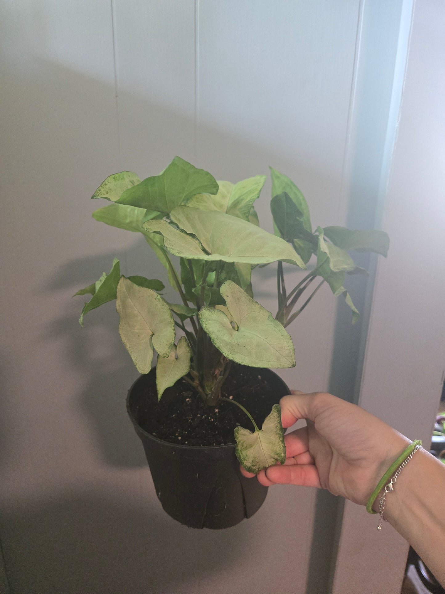 Syngonium White Butterfly