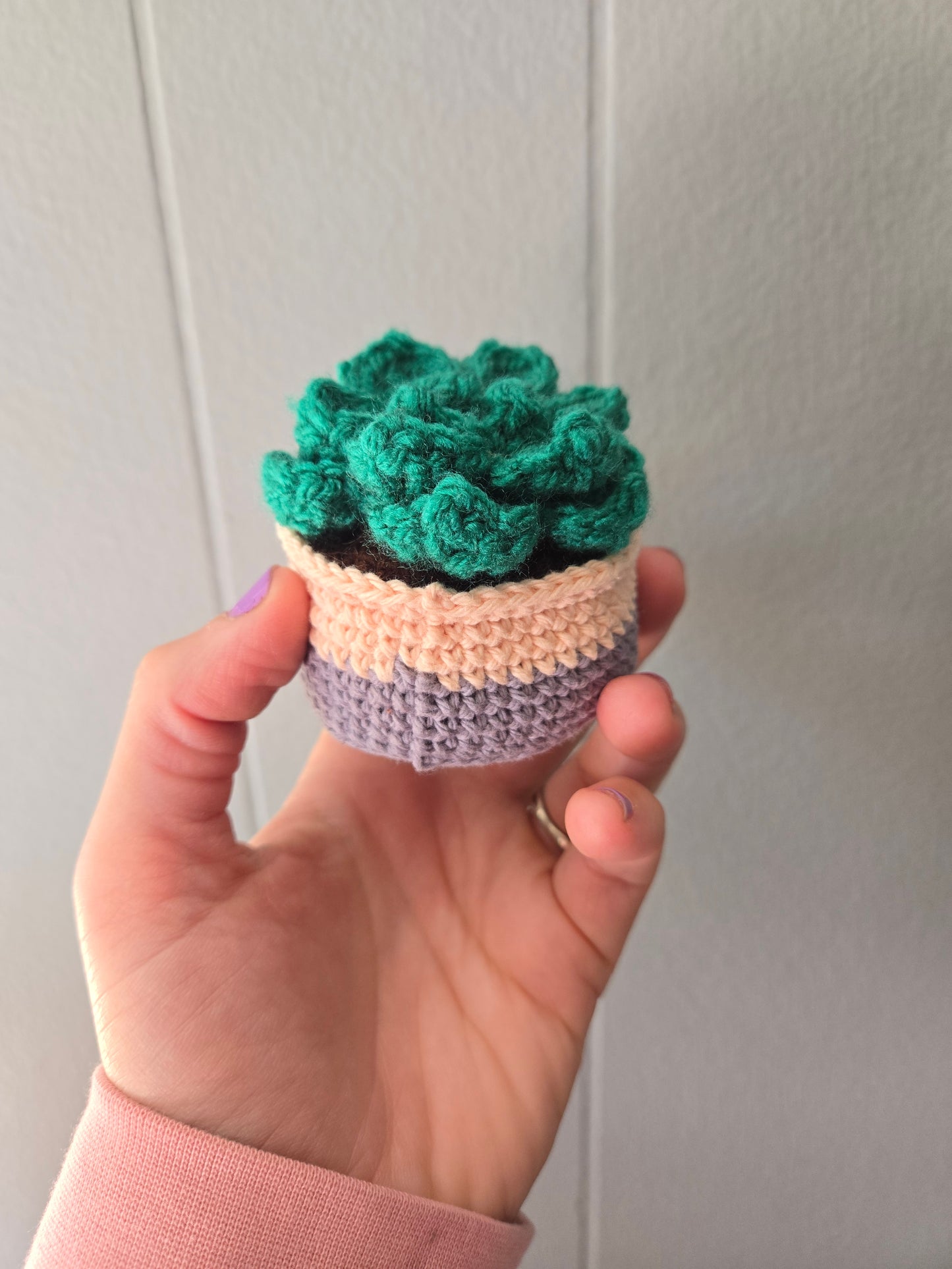 Succulent