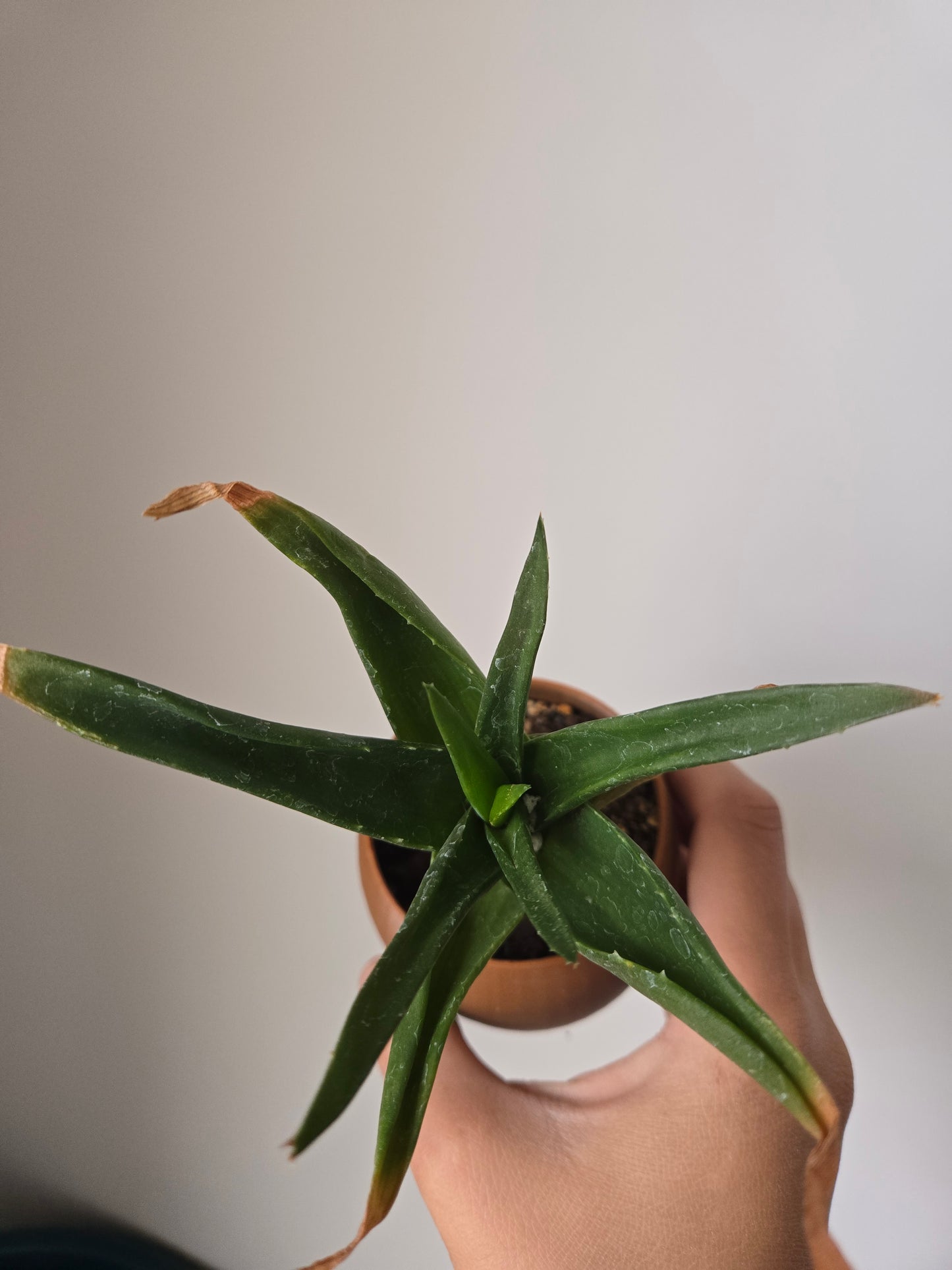 Haworthia pentagona