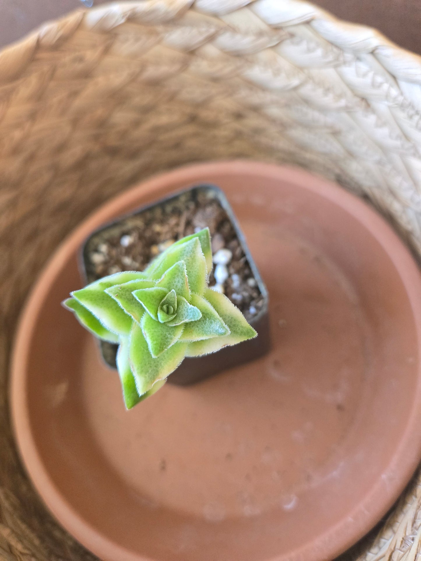 Variegated crassula perforata