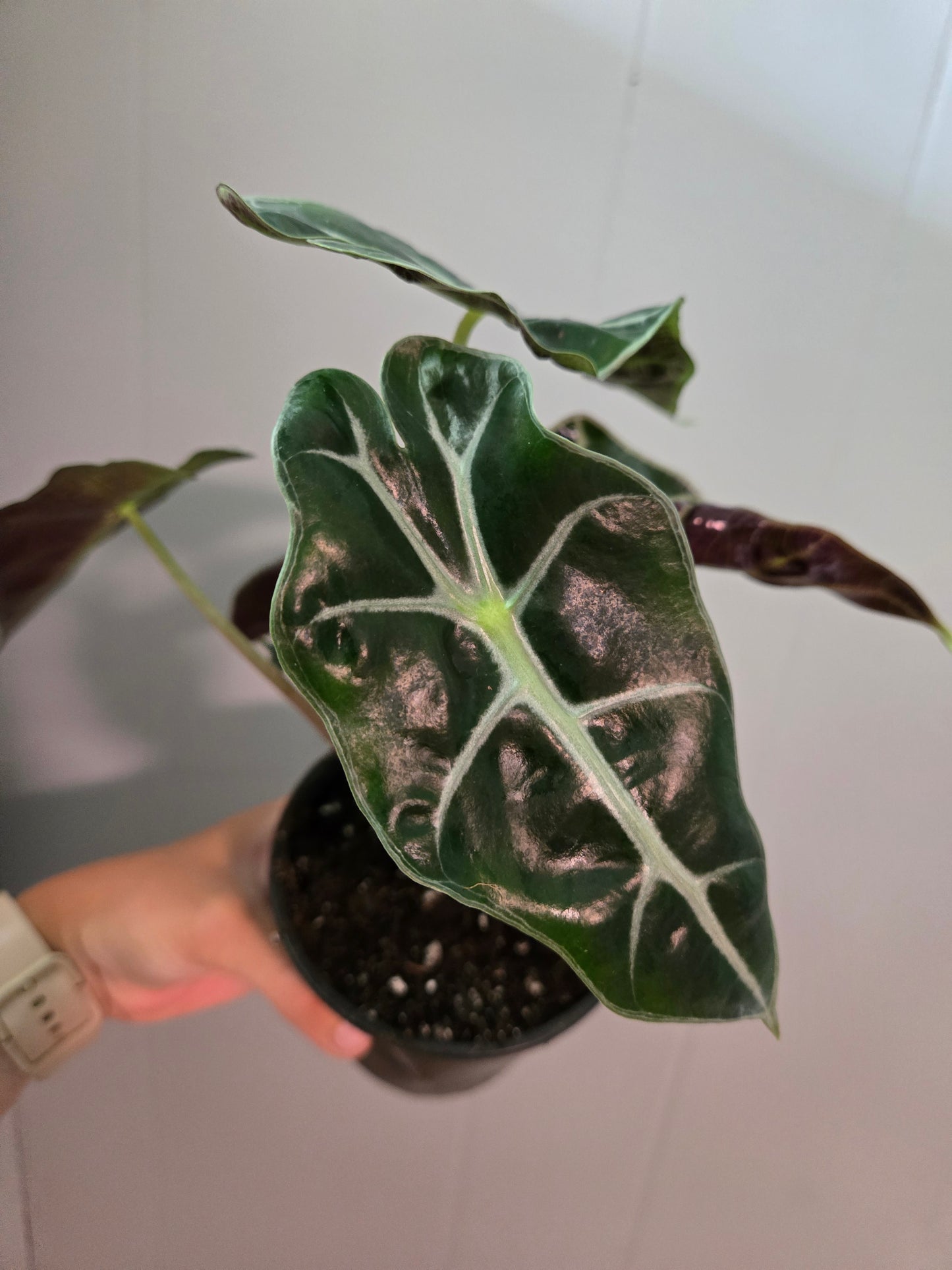 Alocasia Amazonica