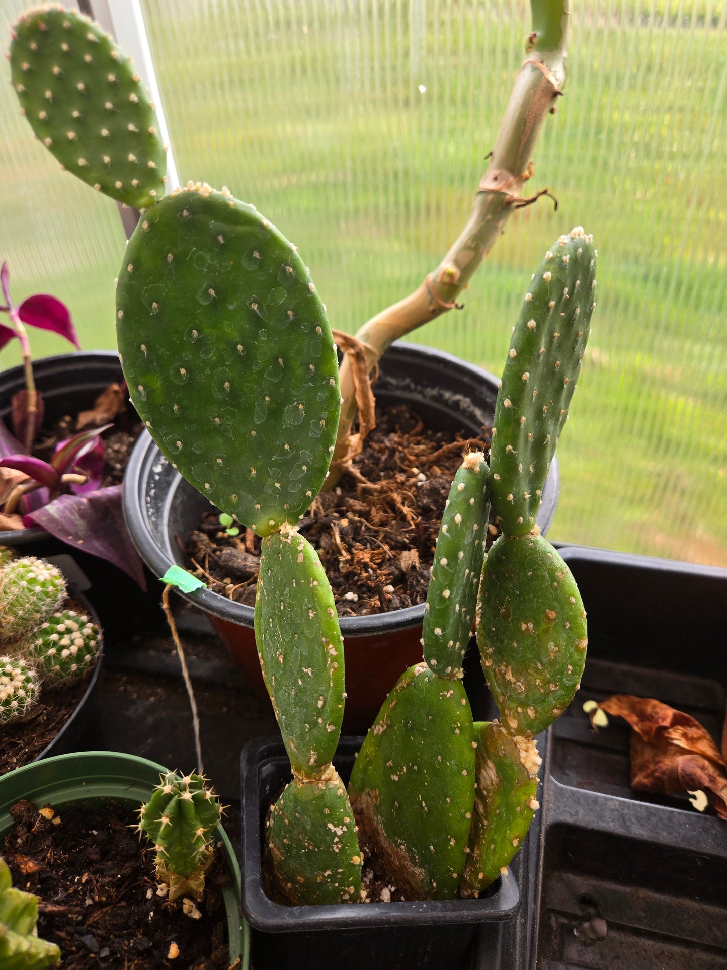 Opuntia monalisa