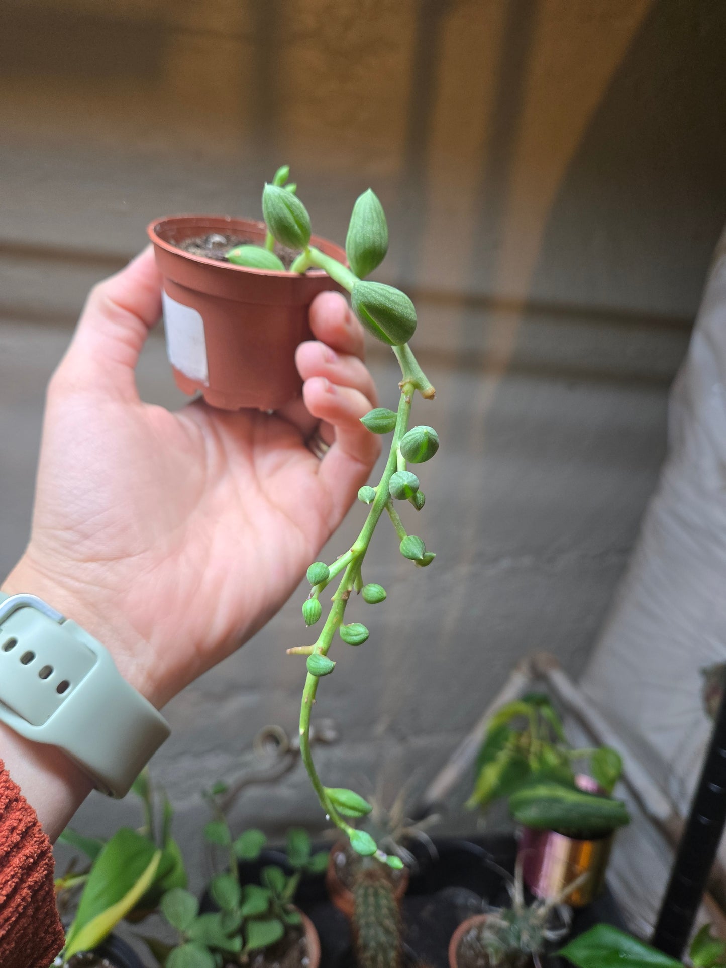 String of watermelons