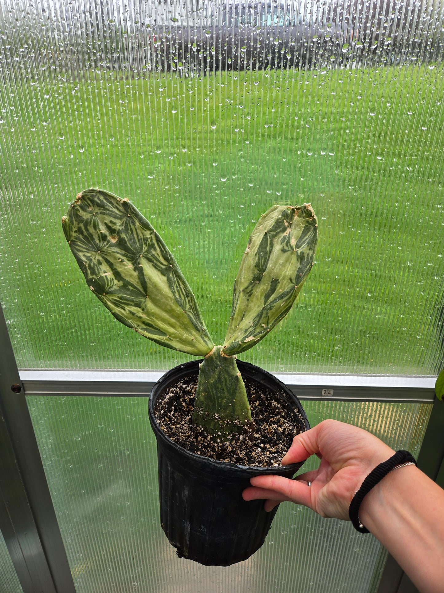 Opuntia cochenillifera Variegata