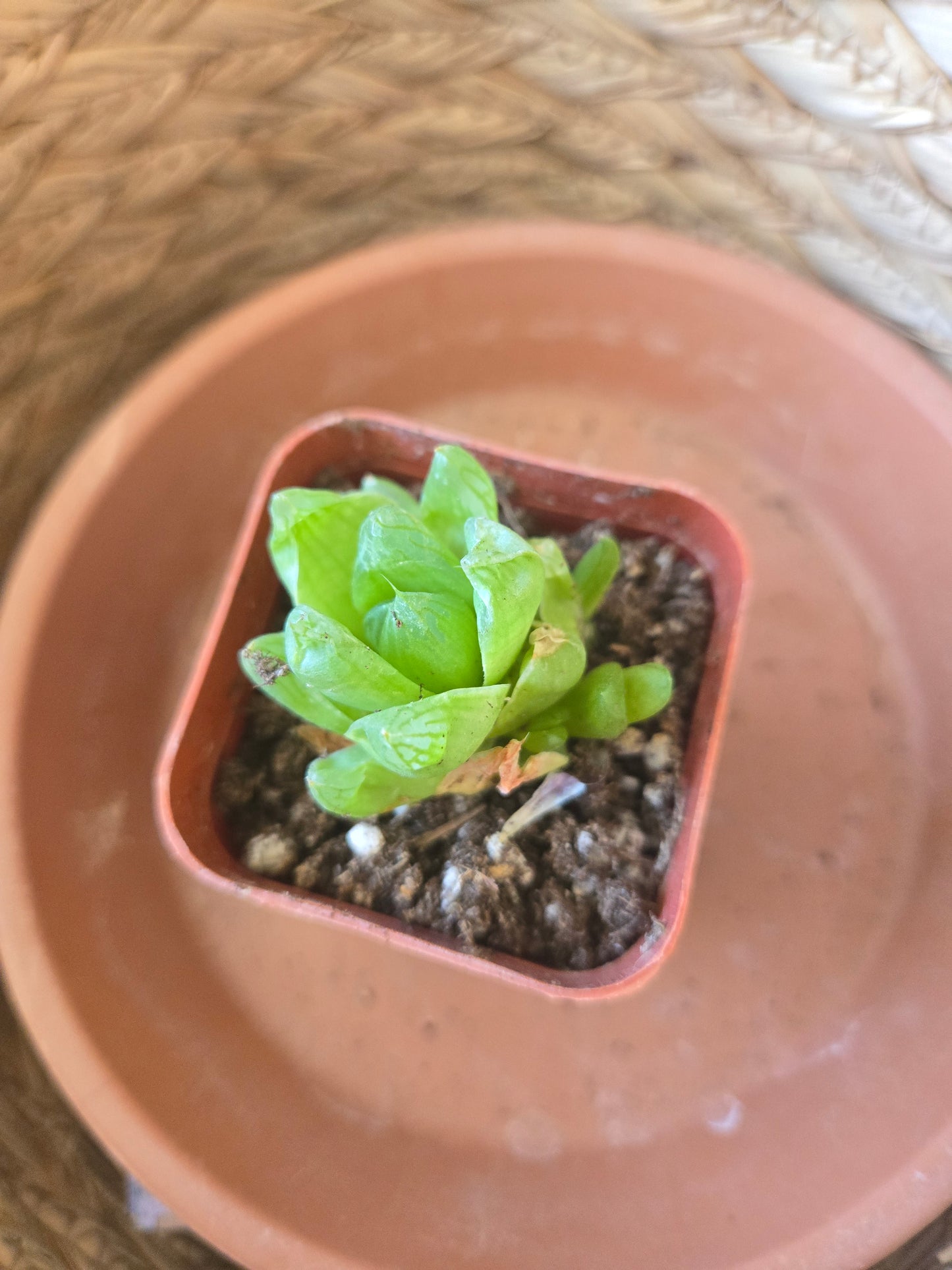 Haworthia cooperii