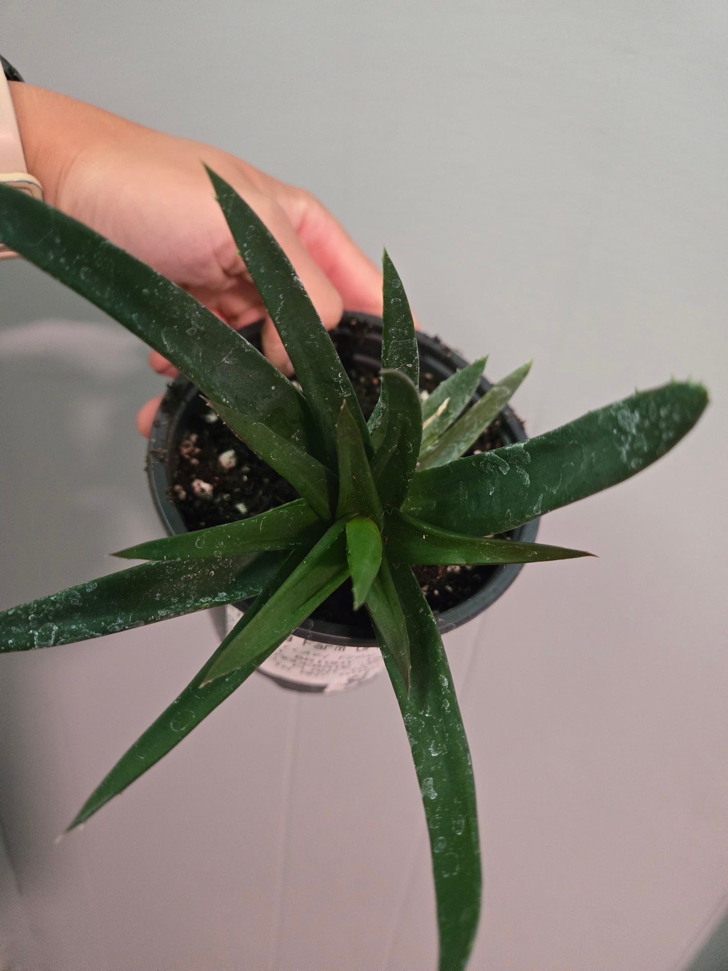 Haworthia pentagona