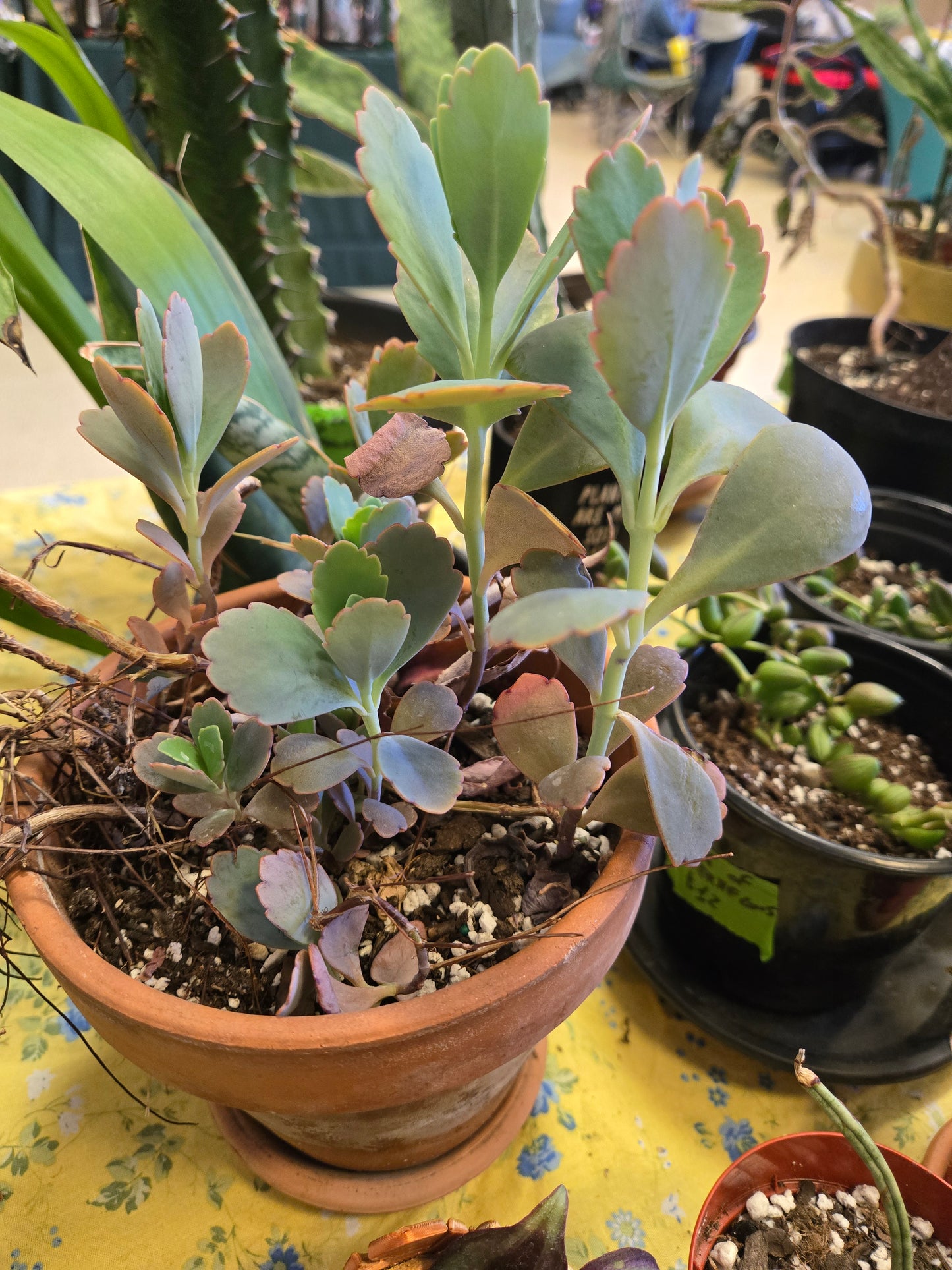 Kalanchoe fedtschenkoi