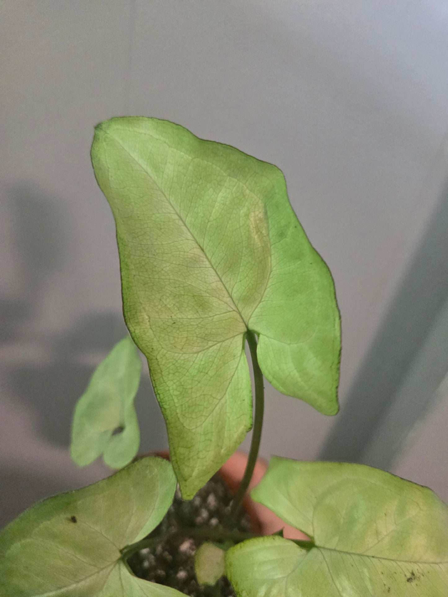 Syngonium White Butterfly