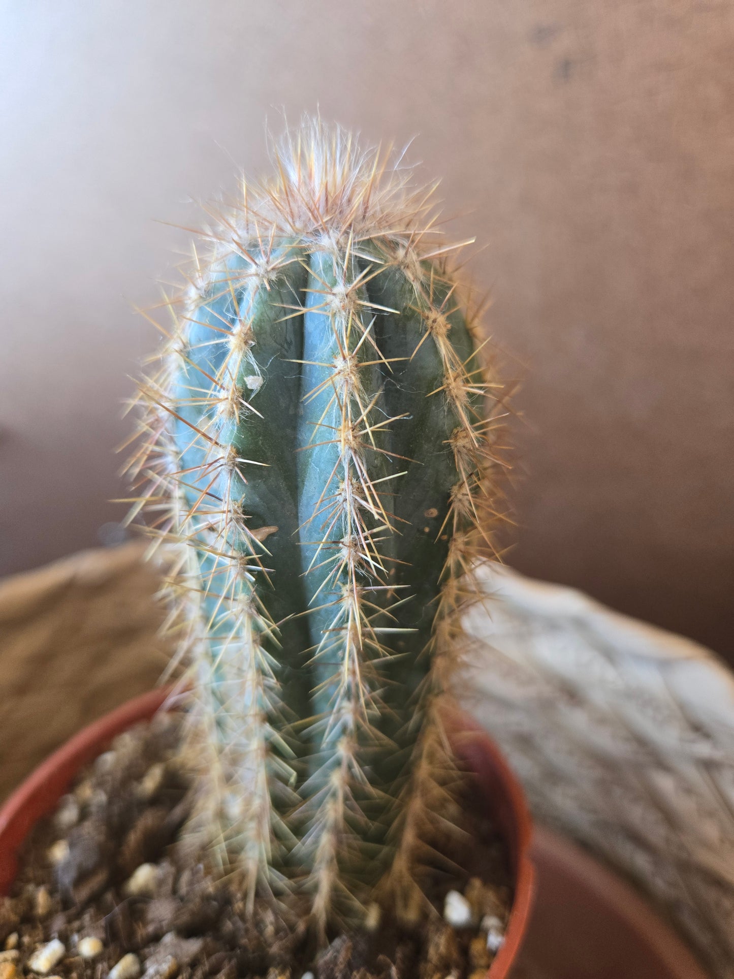 Blue torch cactus