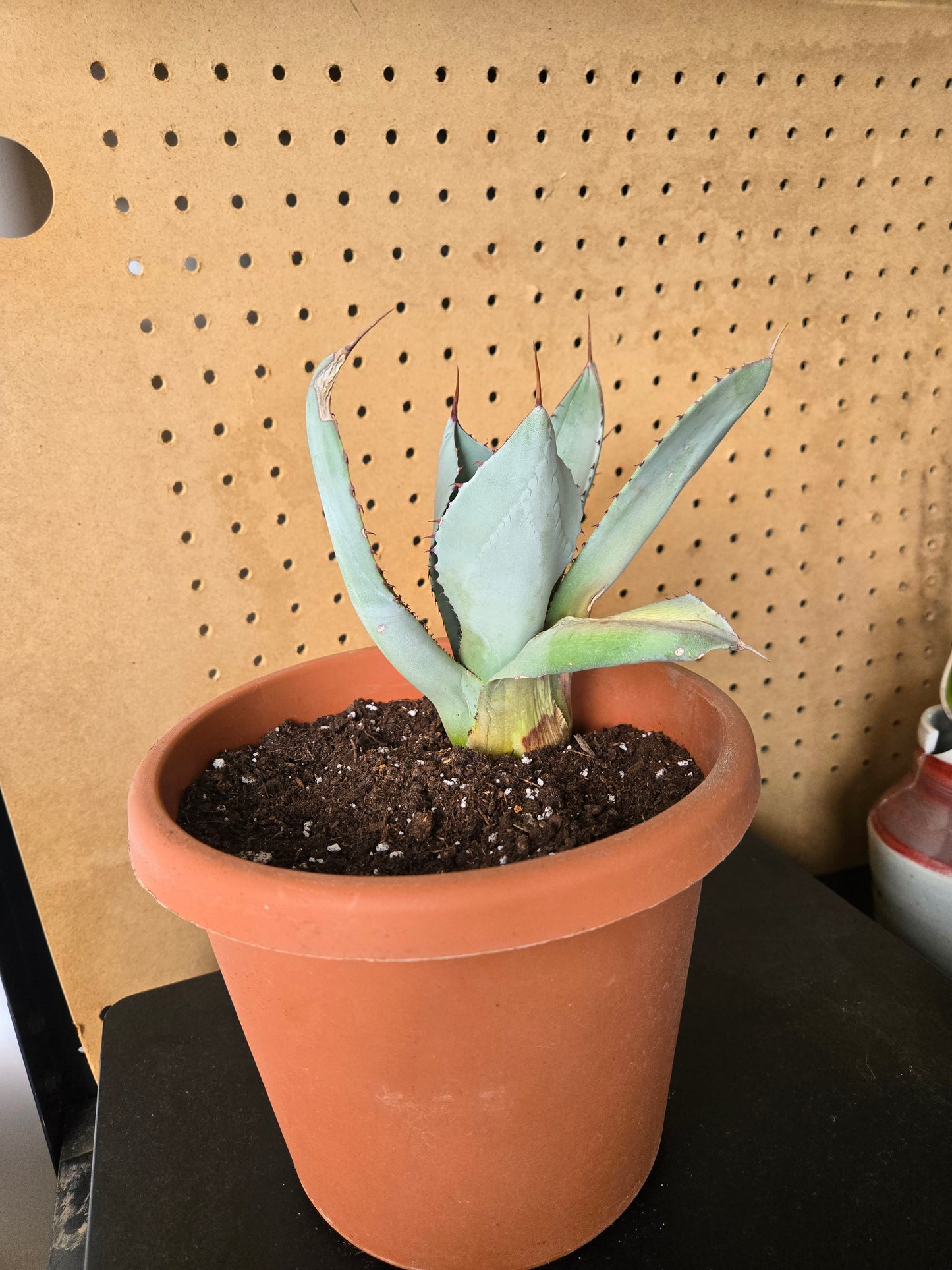 Artichoke agave