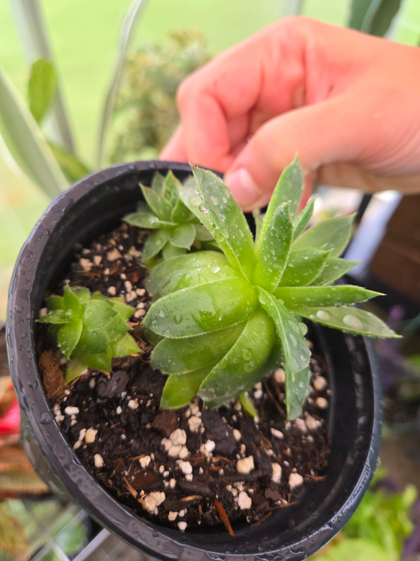 Hens and Chicks