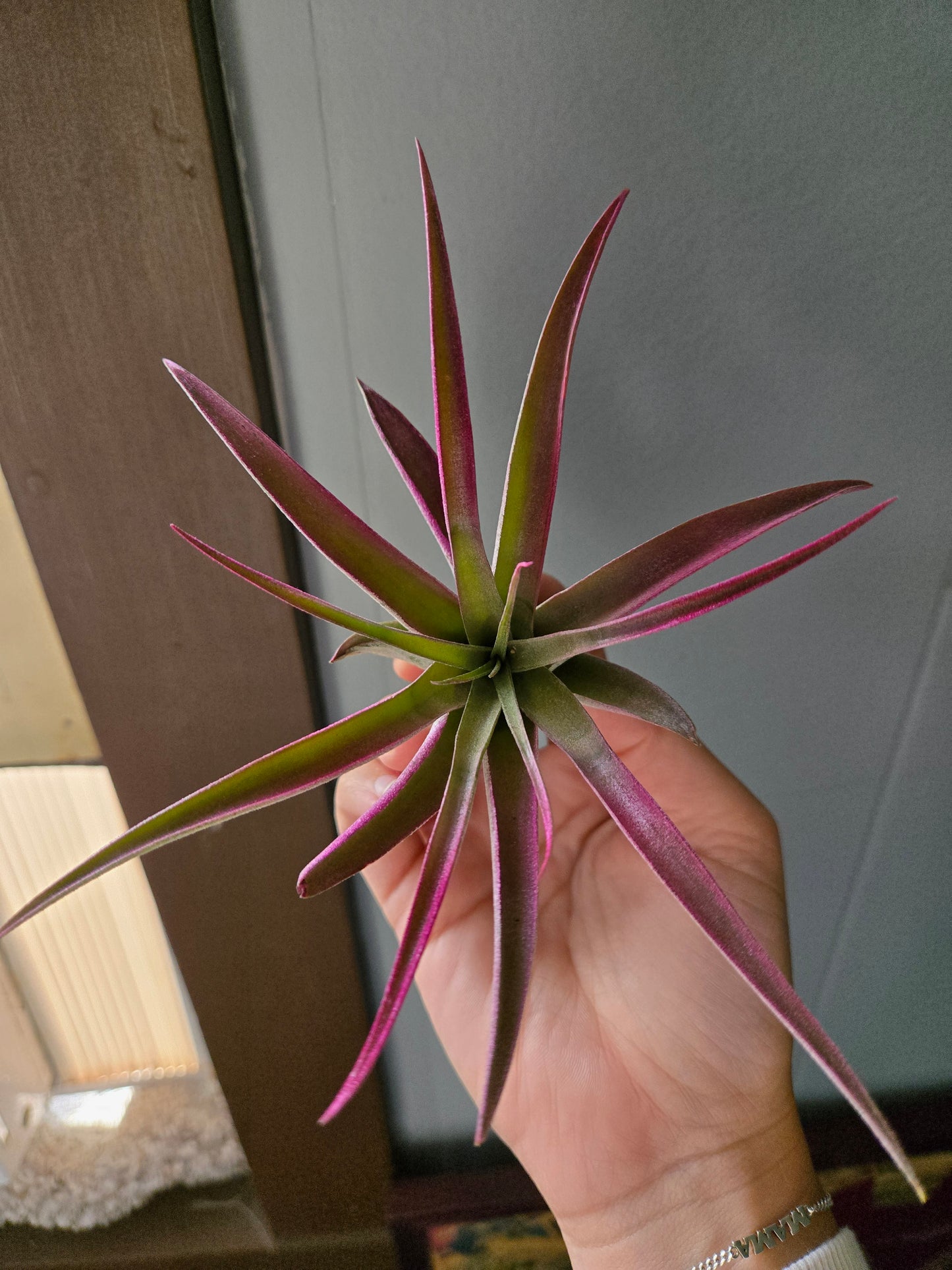 Air plant