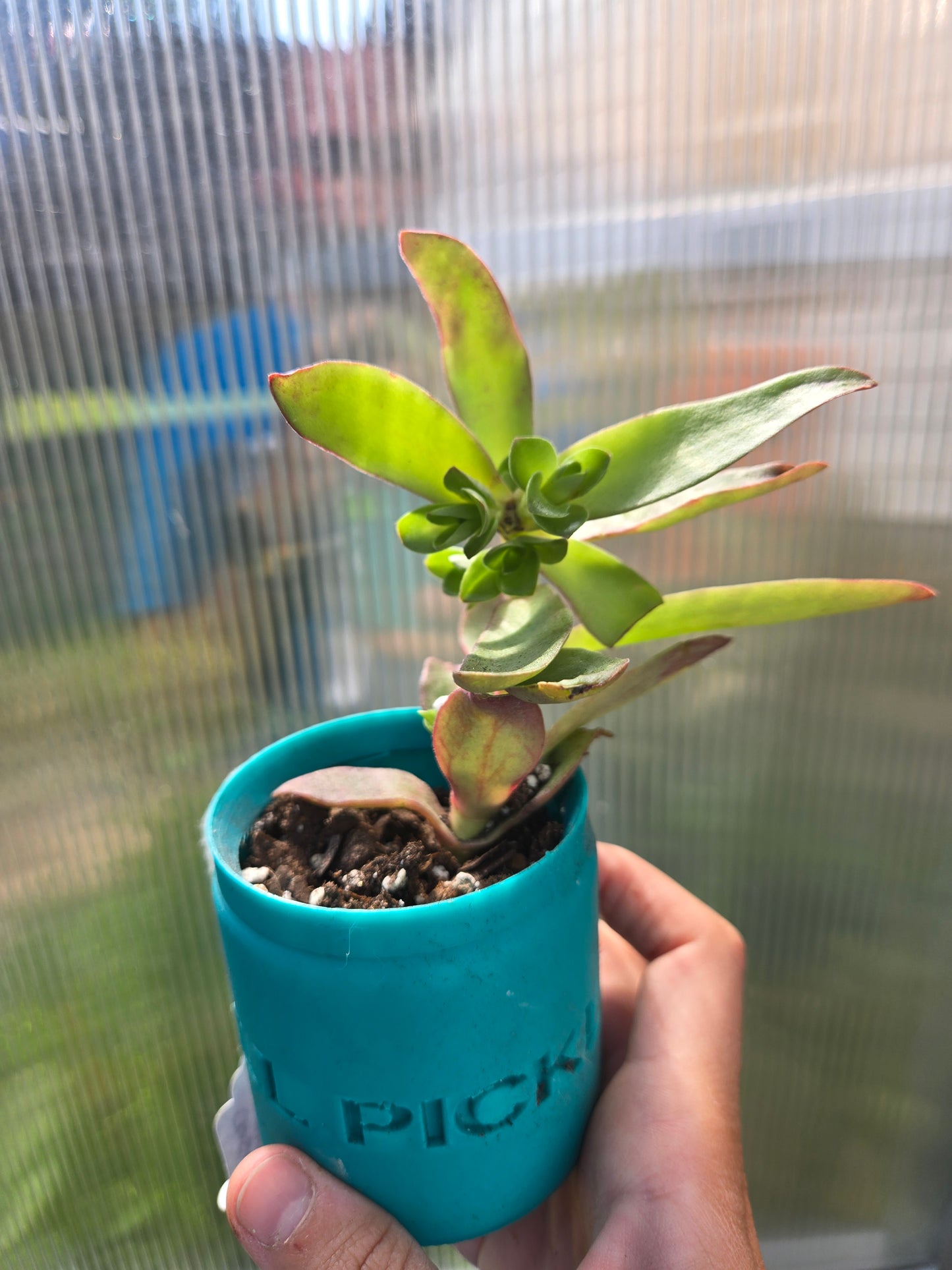 Crassula Campfire