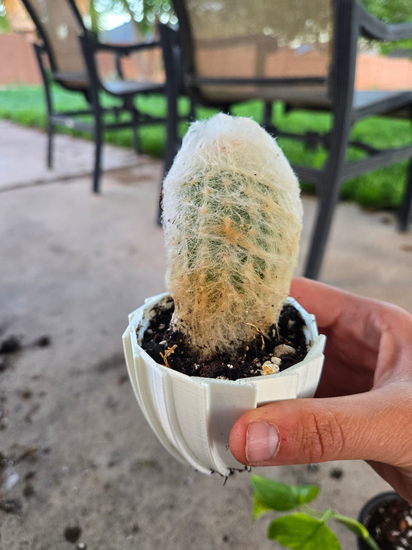 The Peruvian Old Lady Cactus (Espostoa melanostele)