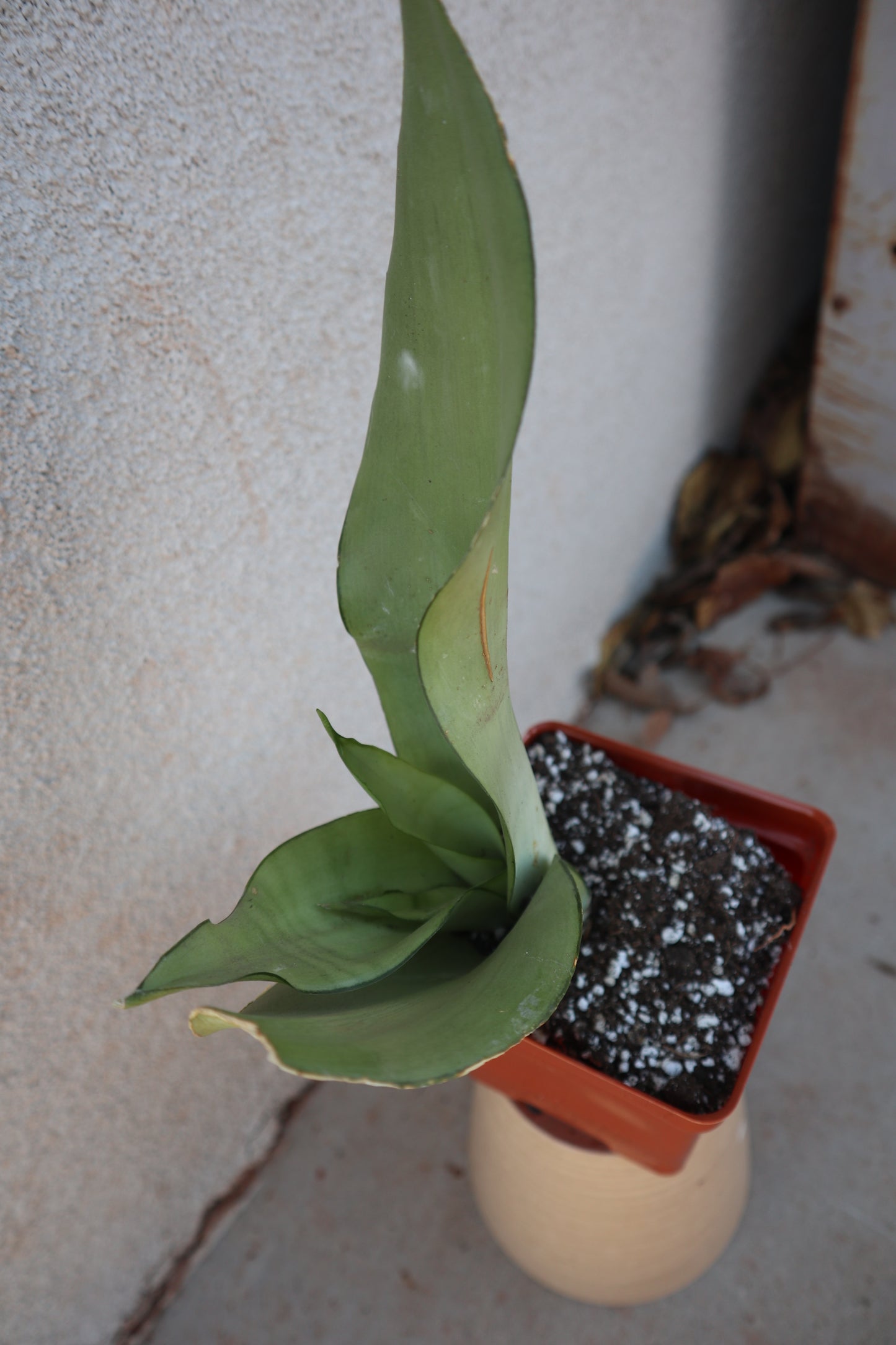 Sansevieria Moonshine