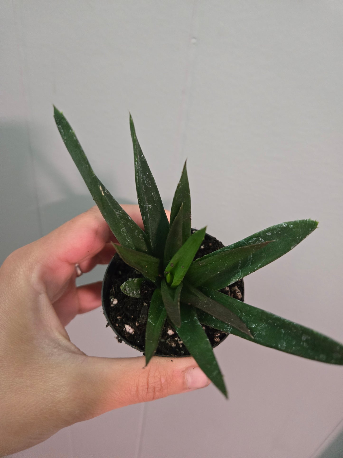 Haworthia Pentagona