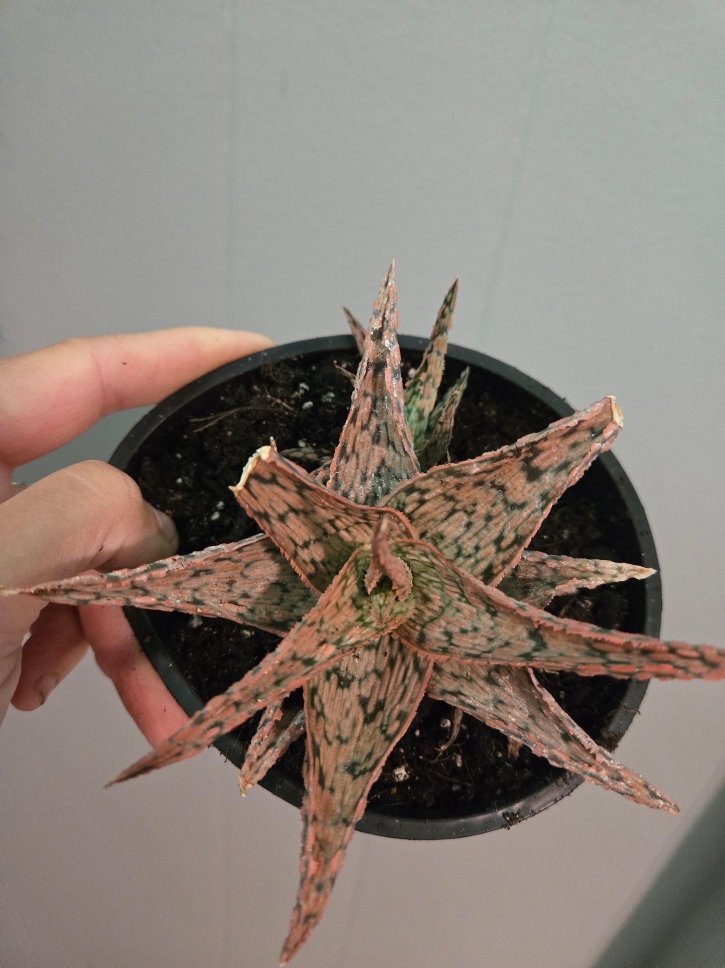 Aloe Pink brush