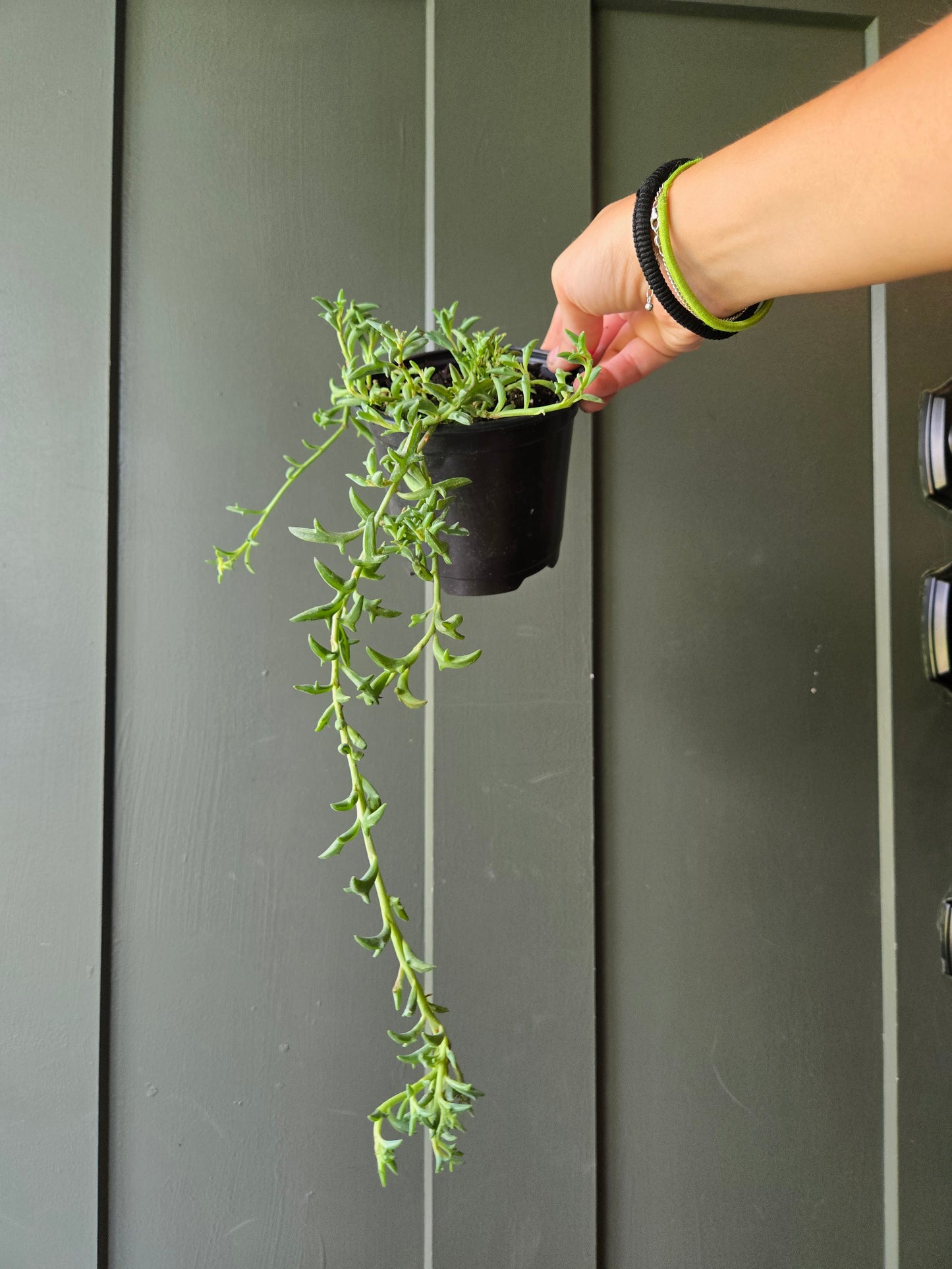 String of dolphins