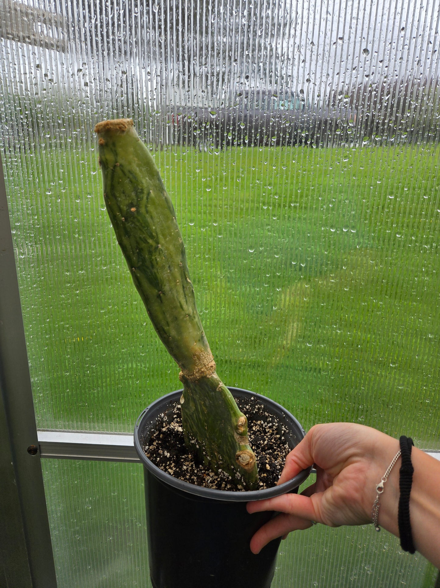 Opuntia cochenillifera Variegata