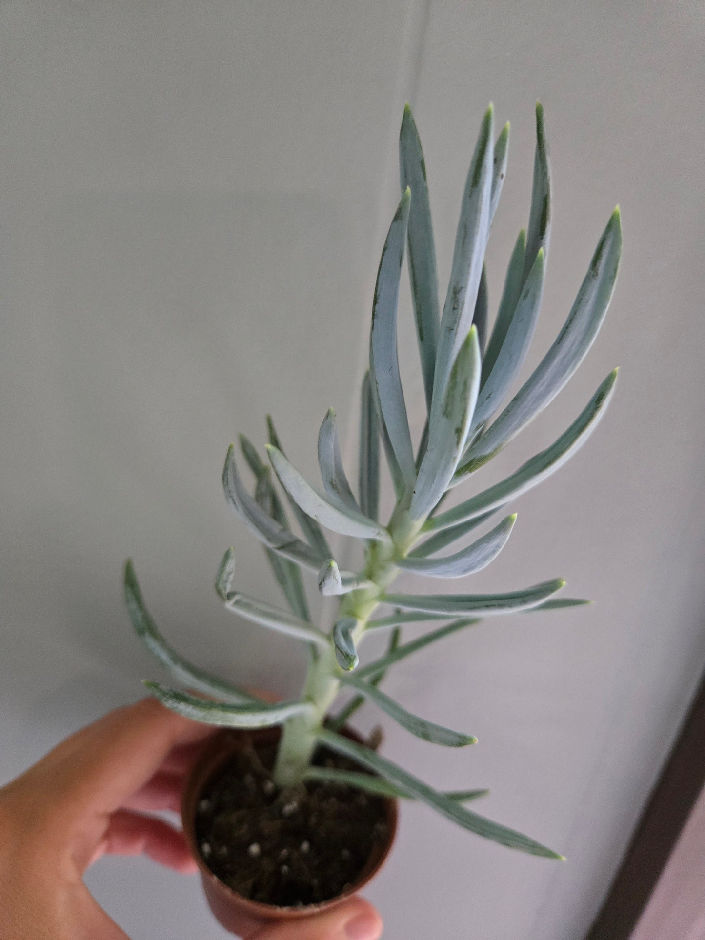 Blue senecio