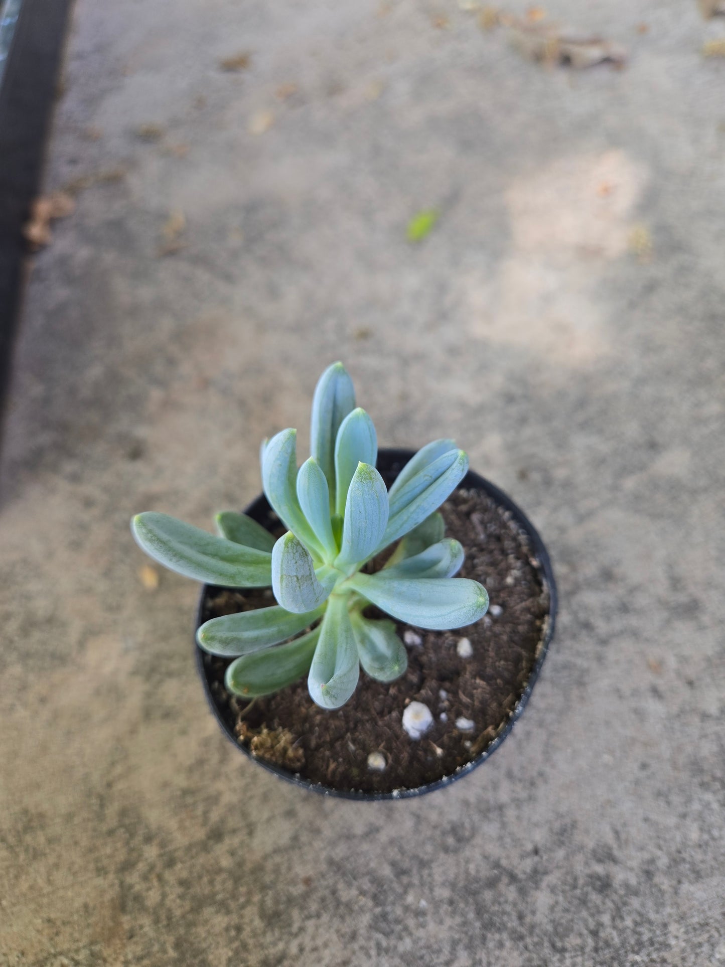 Senecio blue chalkstick