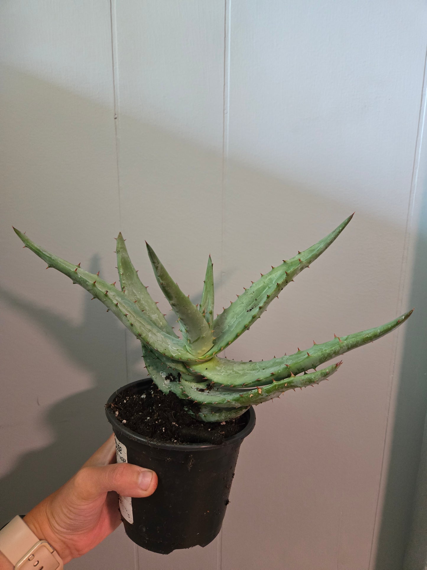 Aloe Ferox