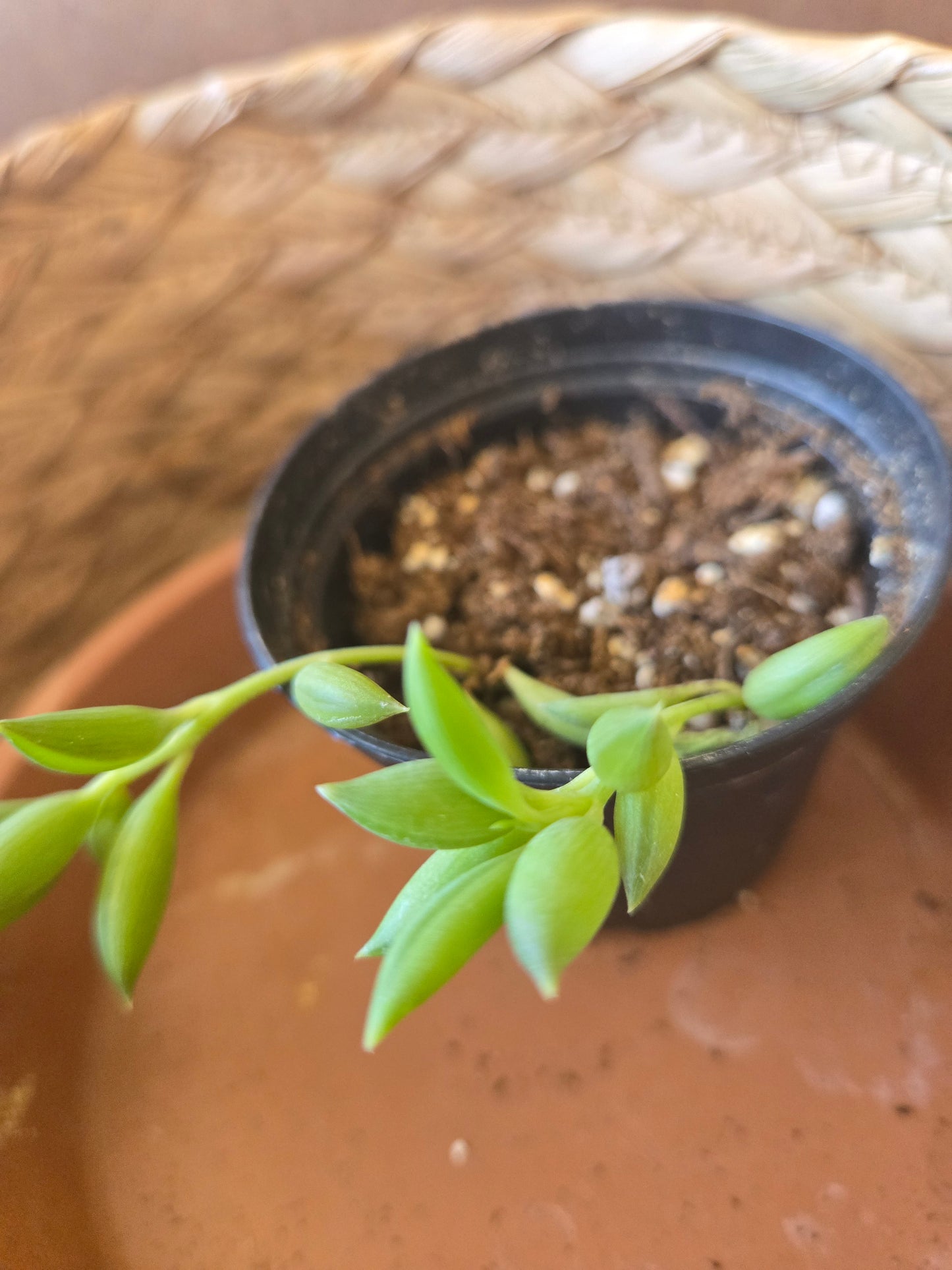 String of bananas