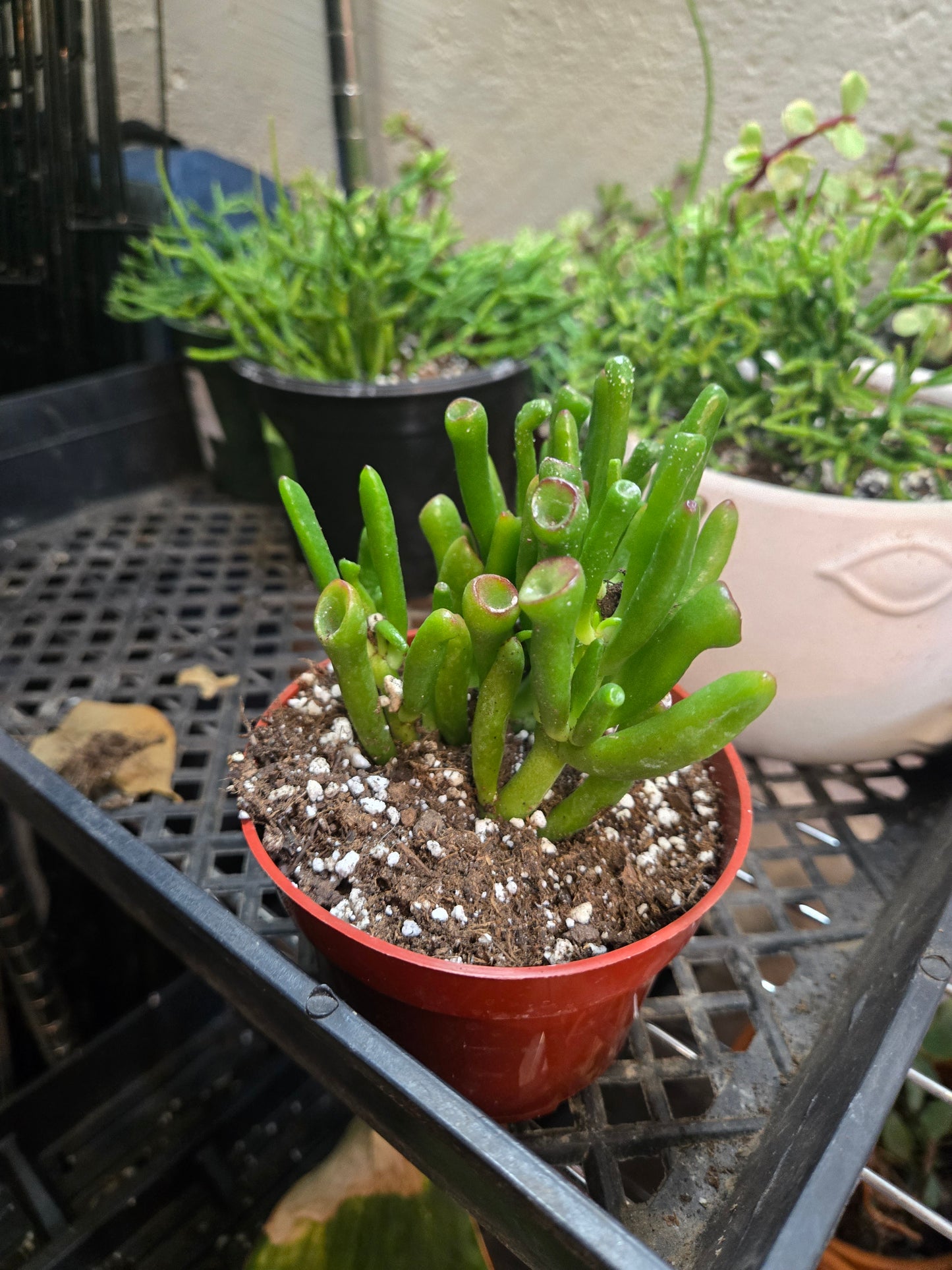 Crassula ovata gollum