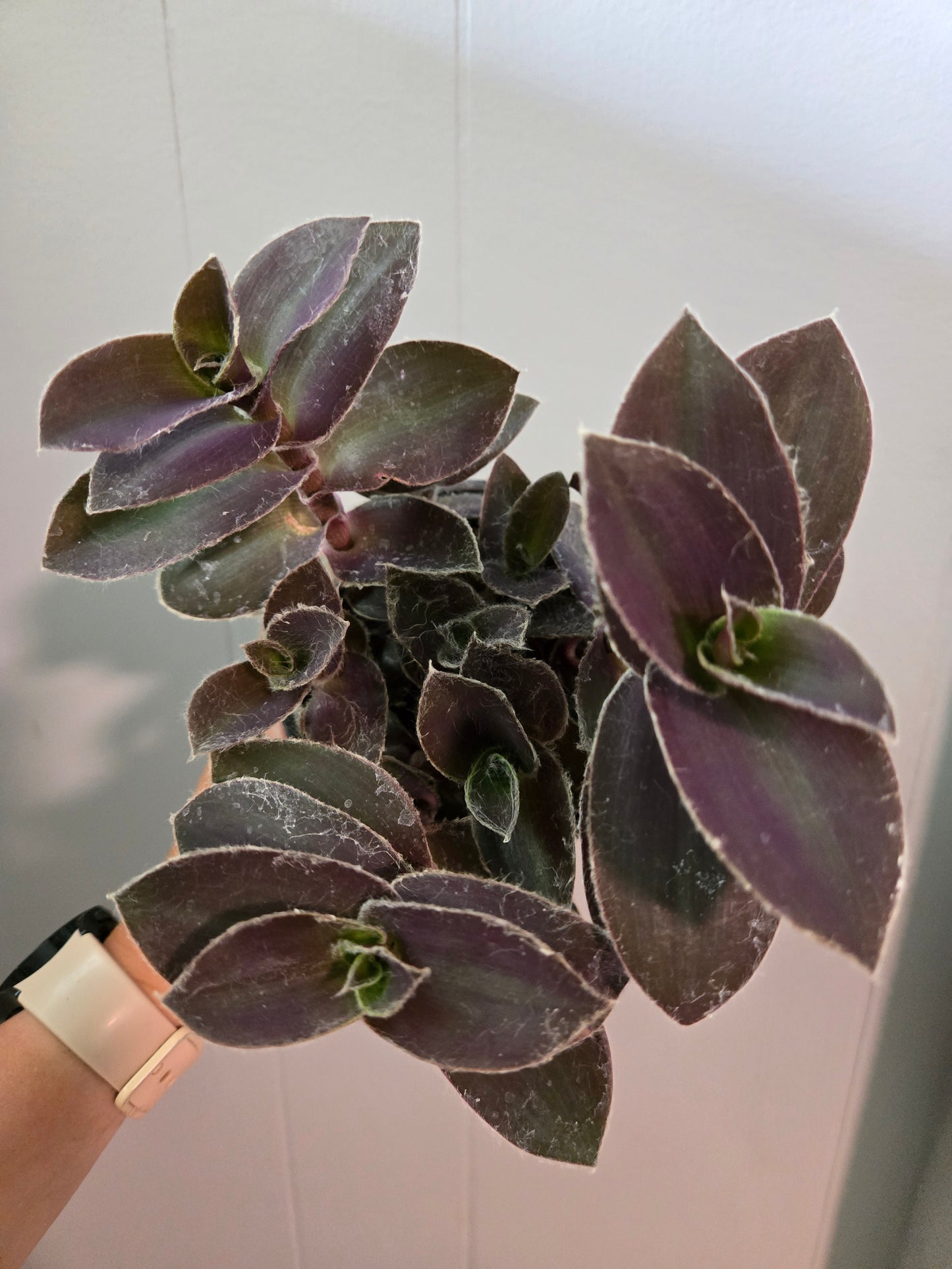 Tradescantia Pallida