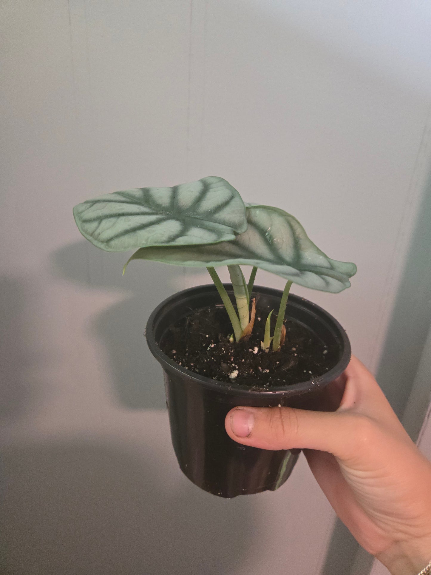 Alocasia Silver Dragon