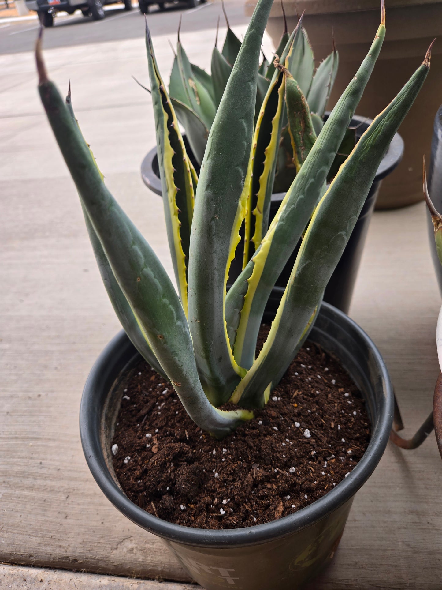 Variegated century plant