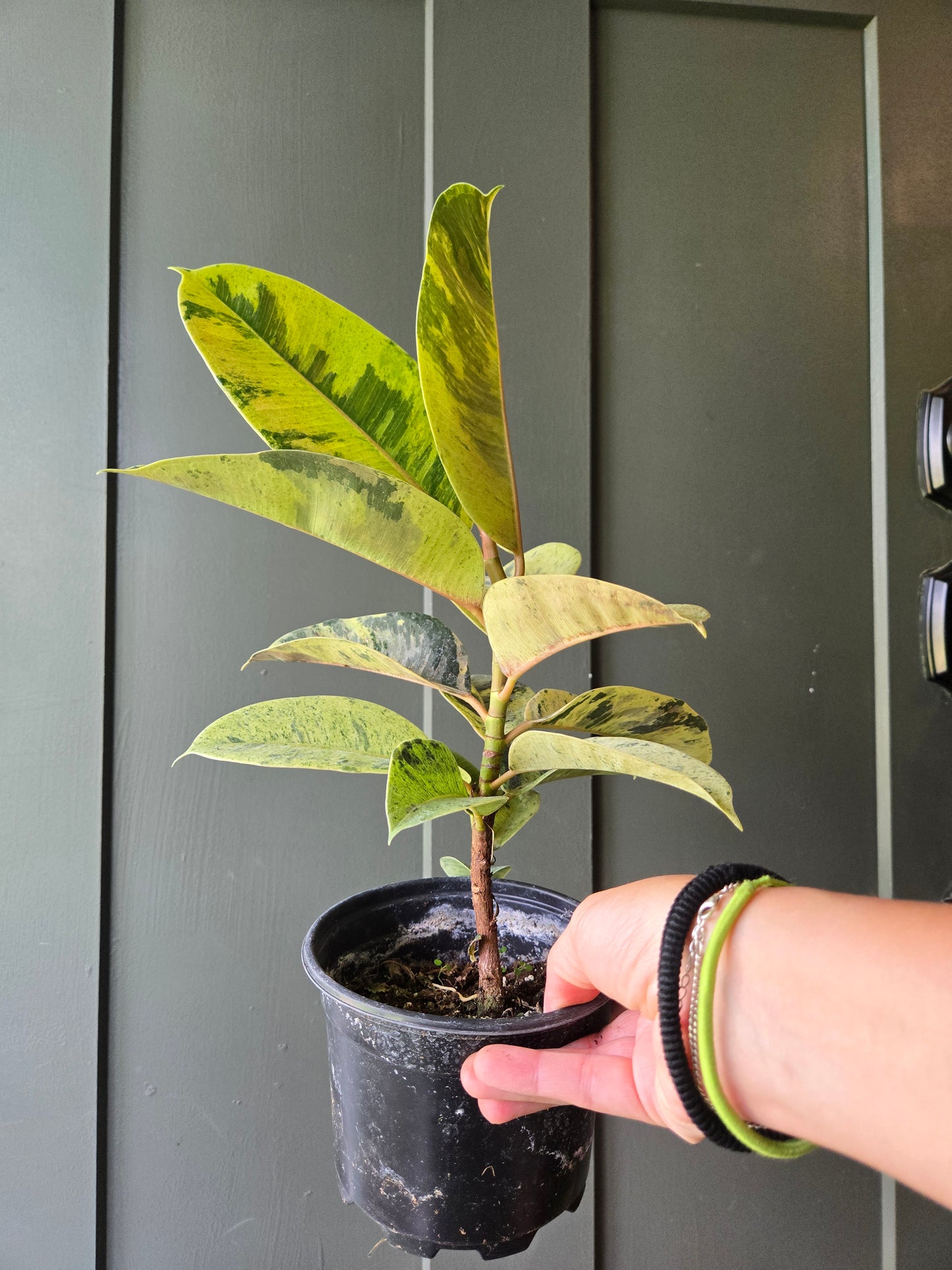 Ficus Moonshine