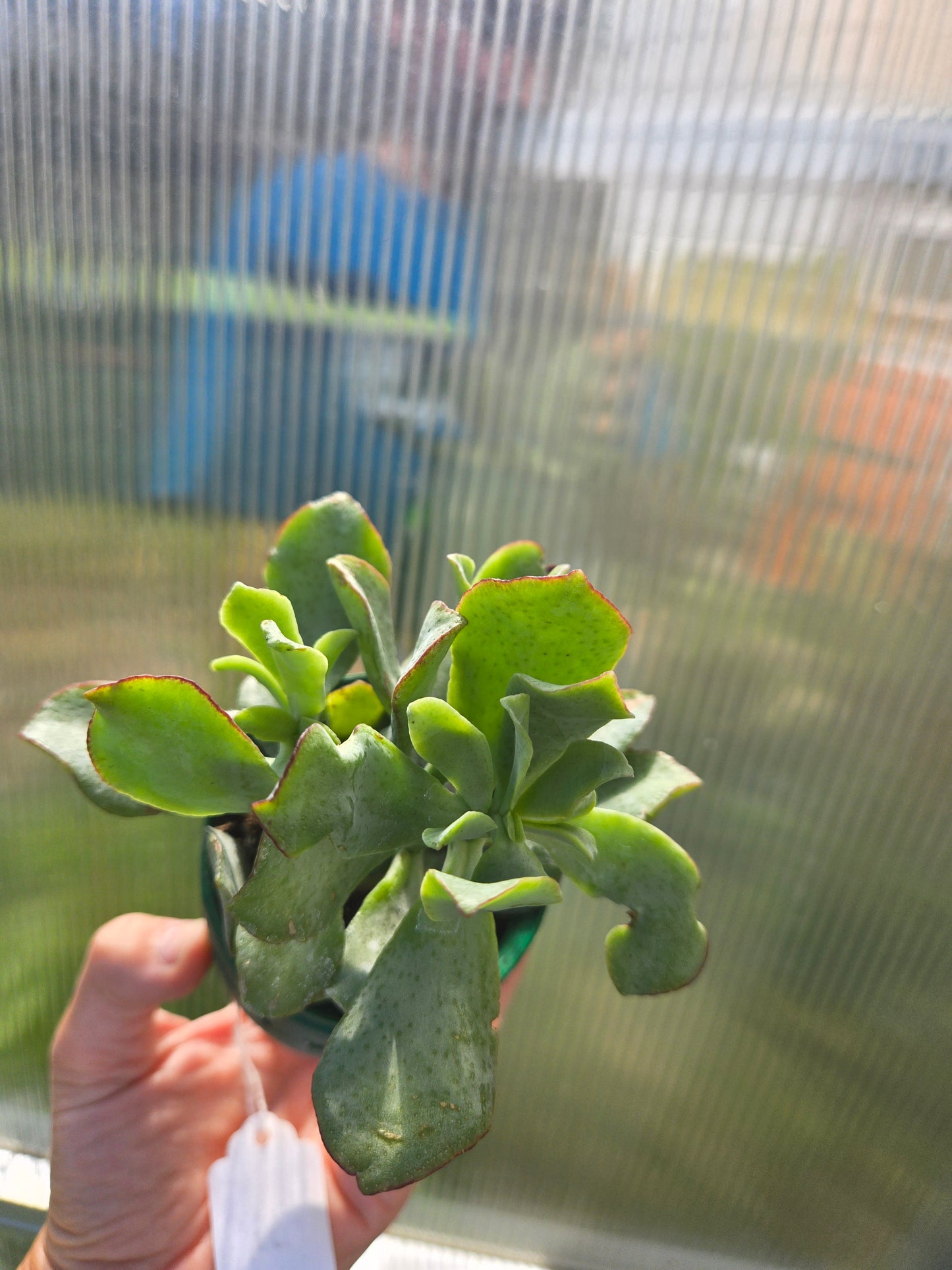 Curly jade plant