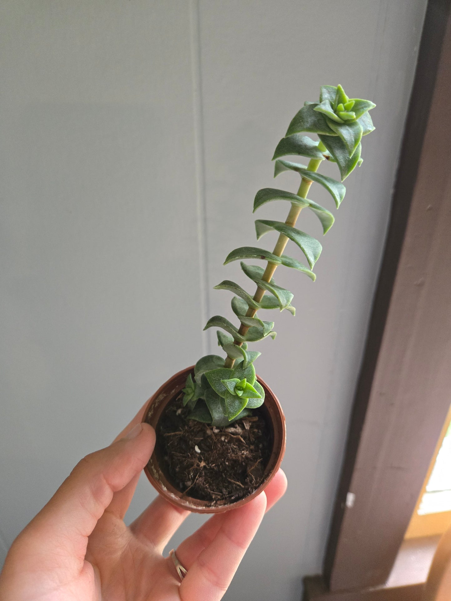 Crassula perforata