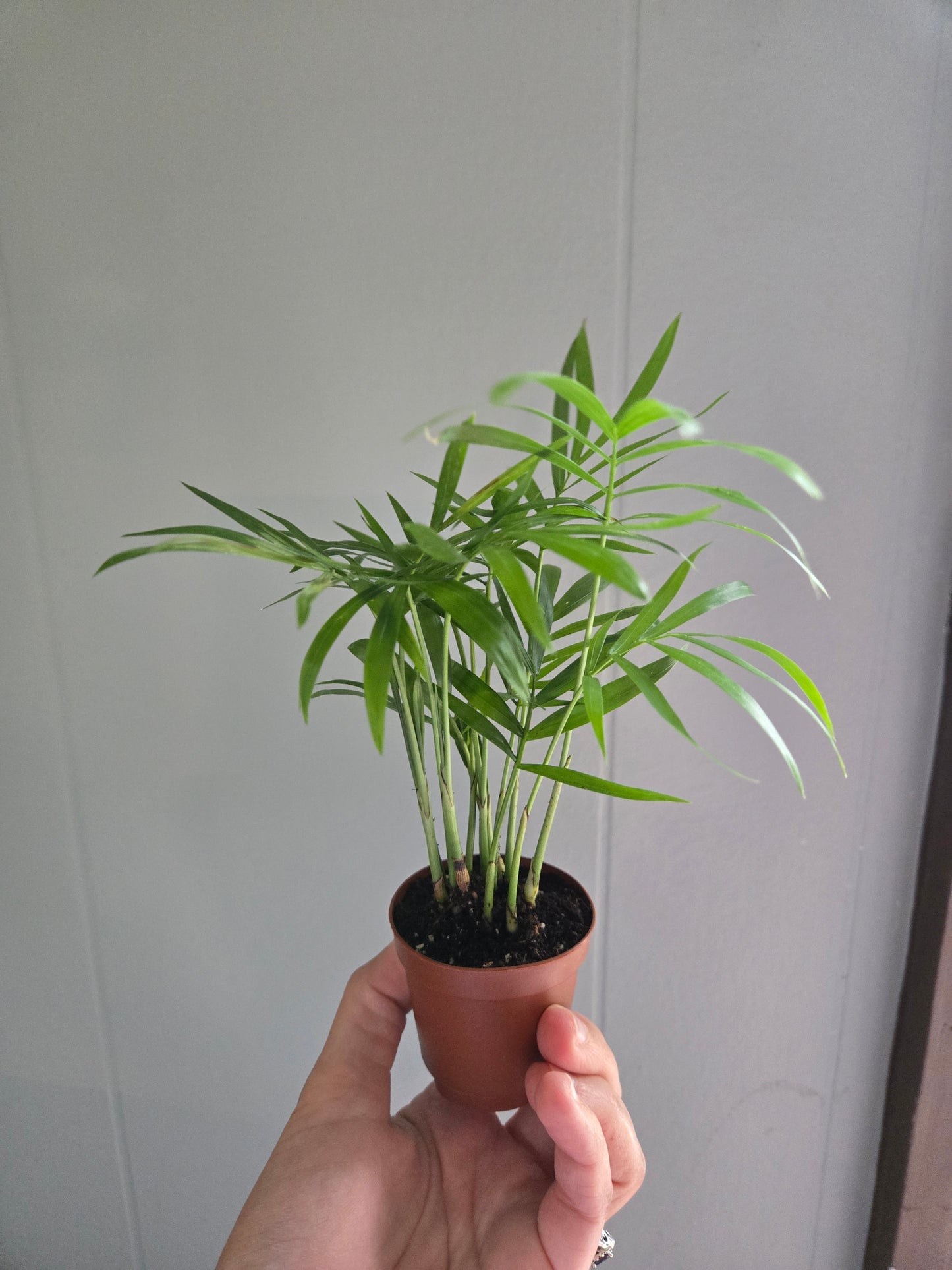 Parlor Palm