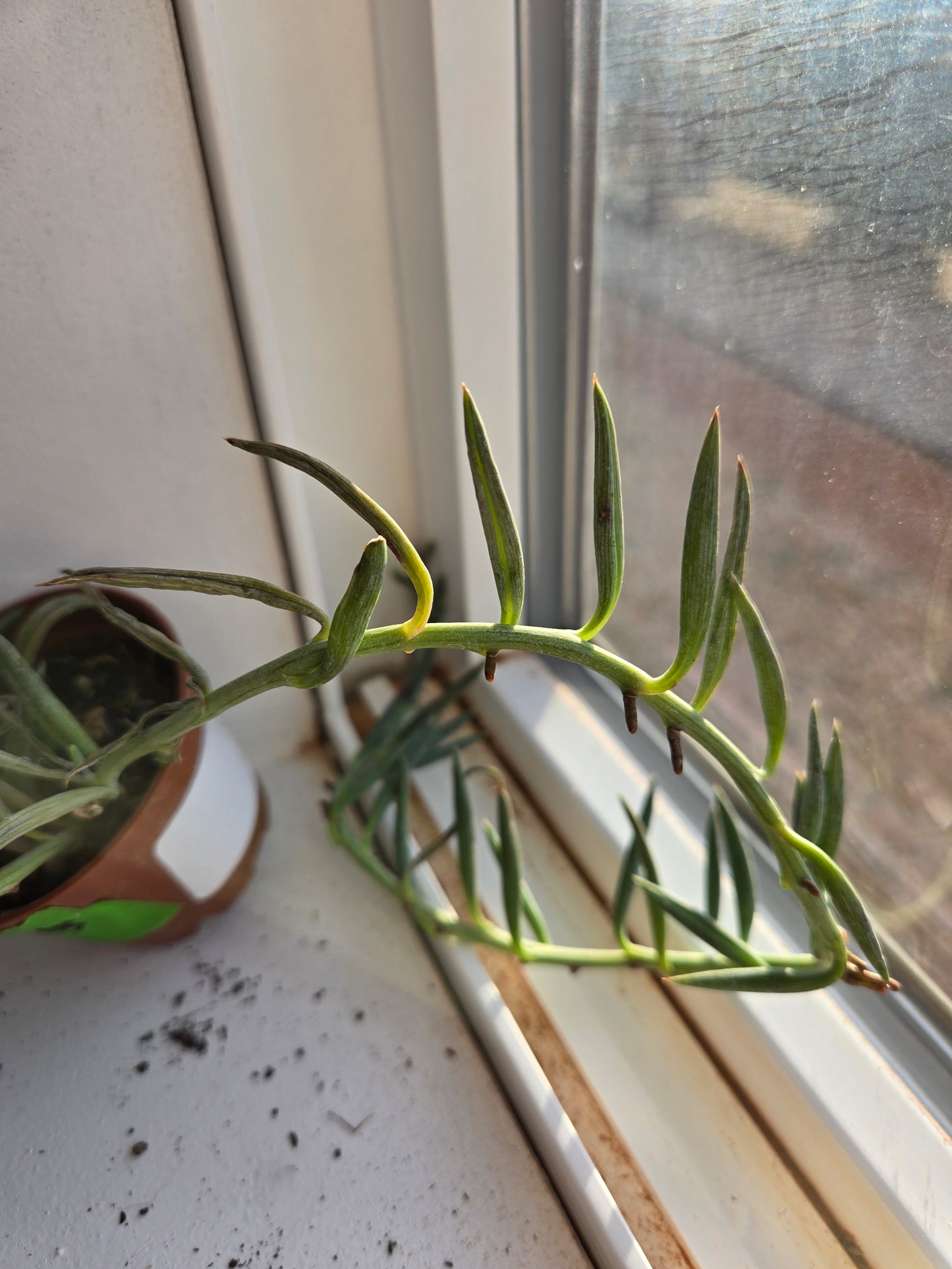 String of fish hooks