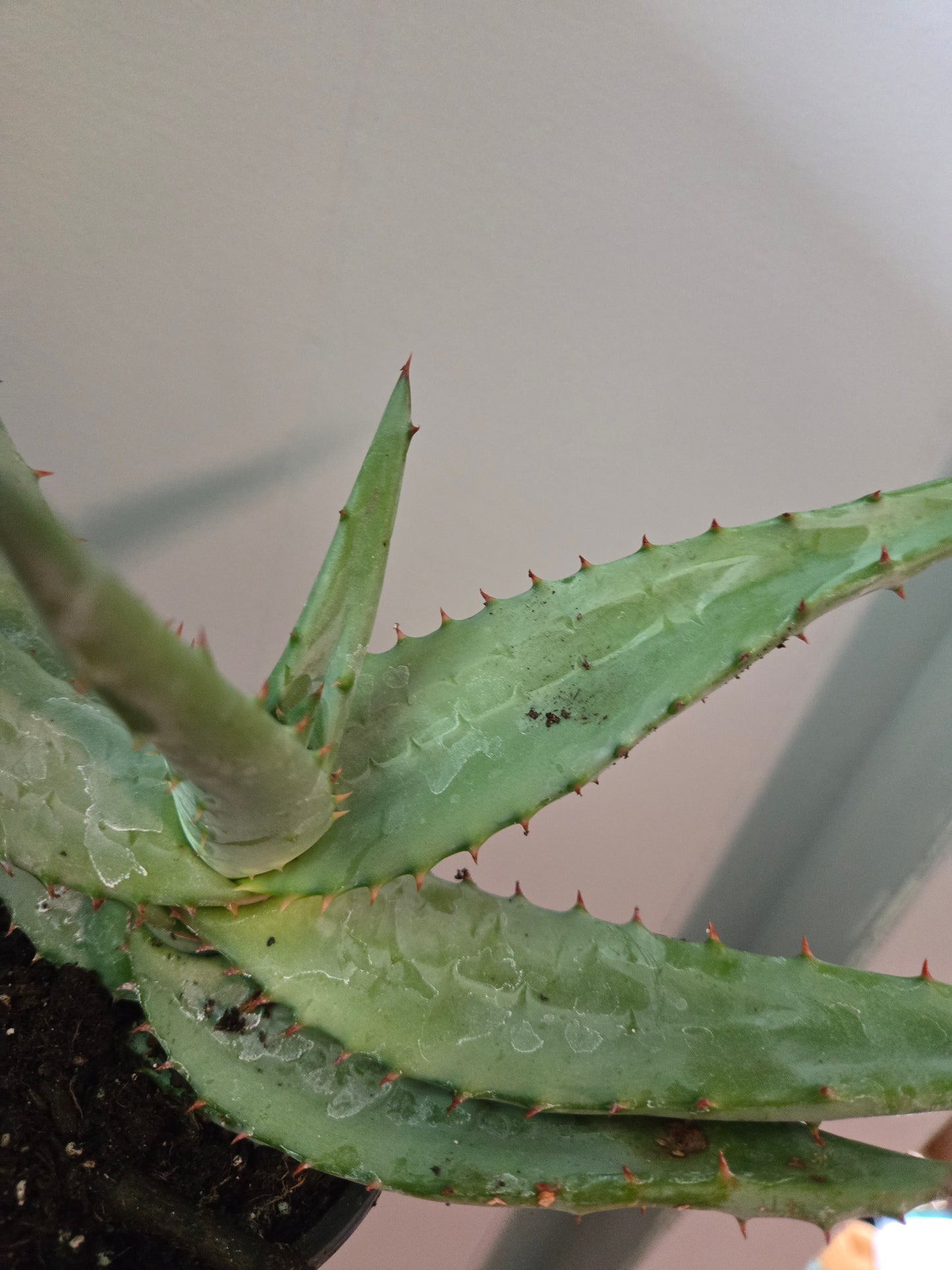 Aloe Ferox