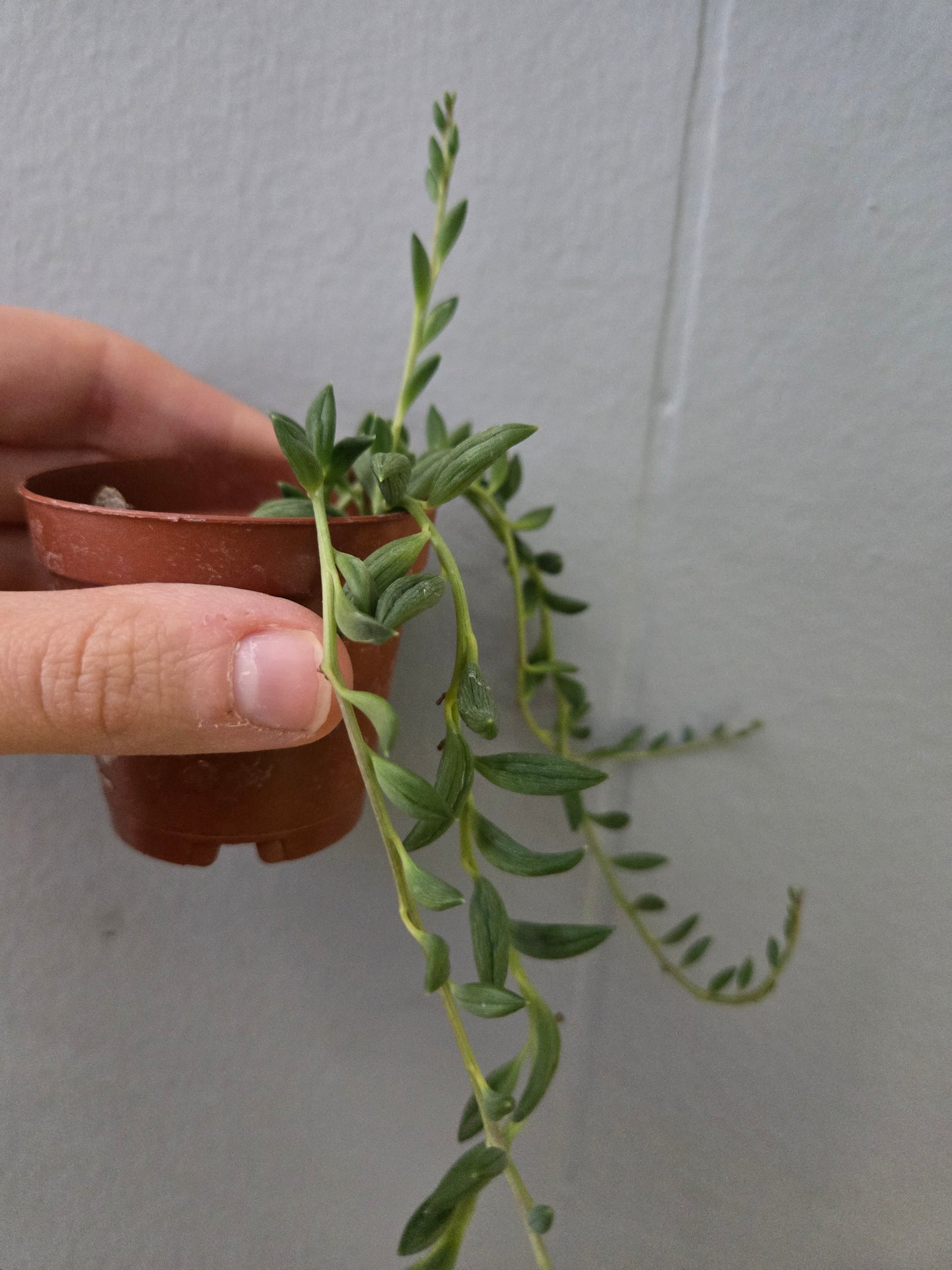 String of Bananas