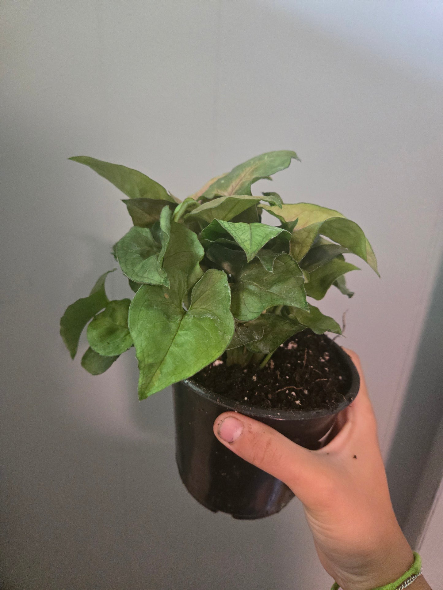 Syngonium Berry Allusion